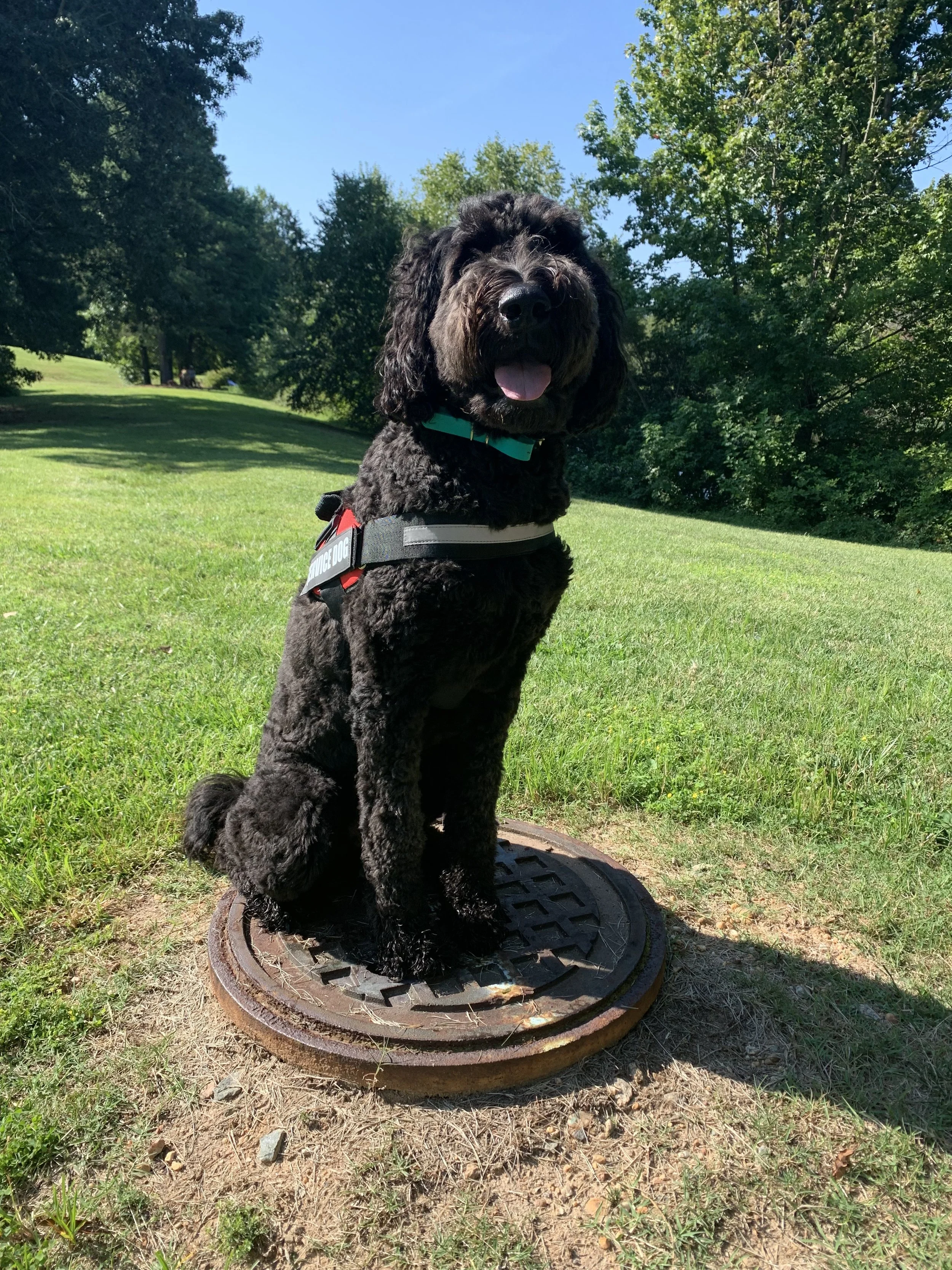 Black lab mix dog wearing a harness and teal collar, sitting on a manhole cover in a park on a sunny day, surrounded by grass and trees.