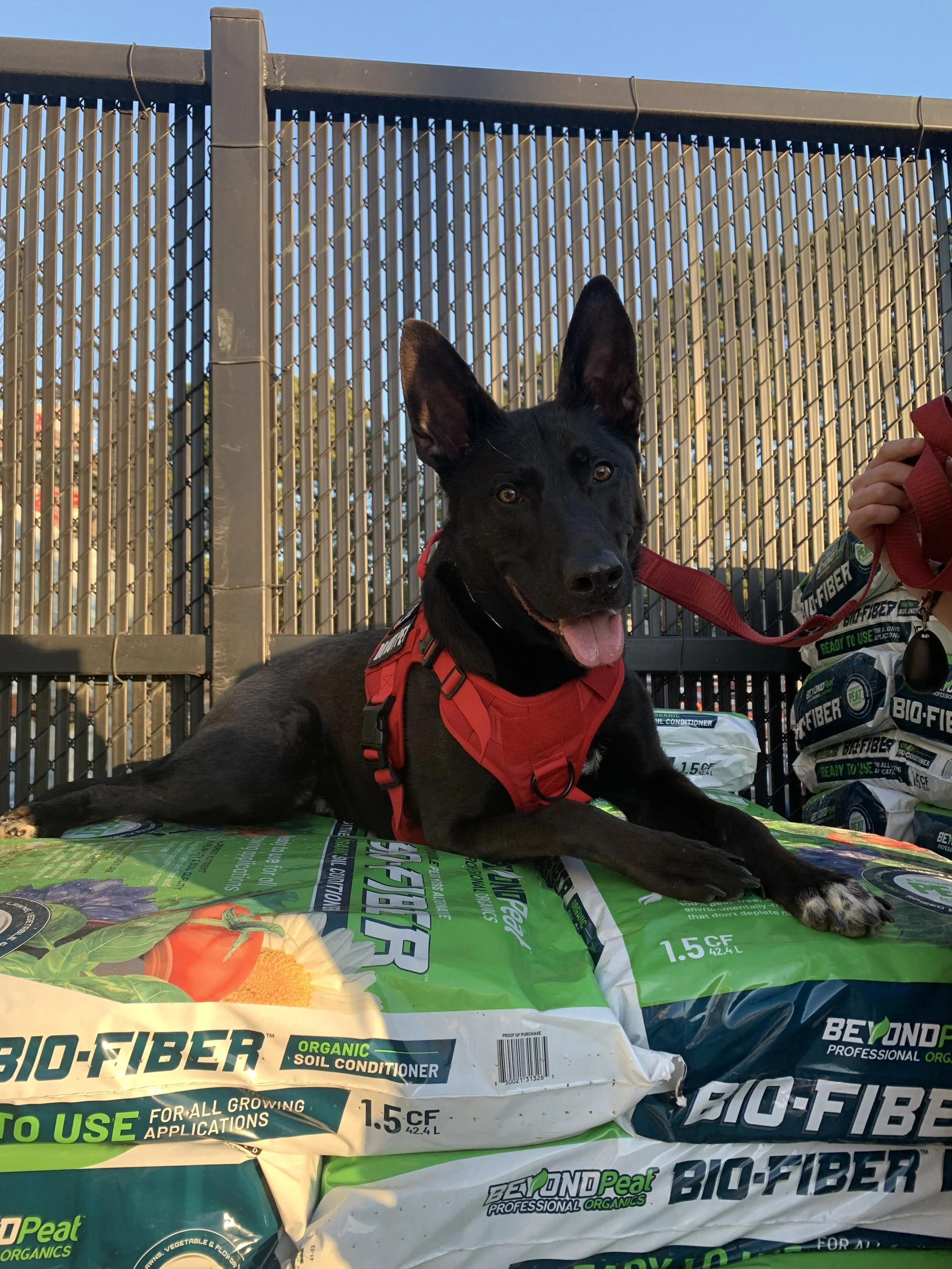 Black dog wearing a red harness lying on top of bags of Bio-Fiber organic soil conditioner outdoors, with a chain-link fence and blue sky in the background.