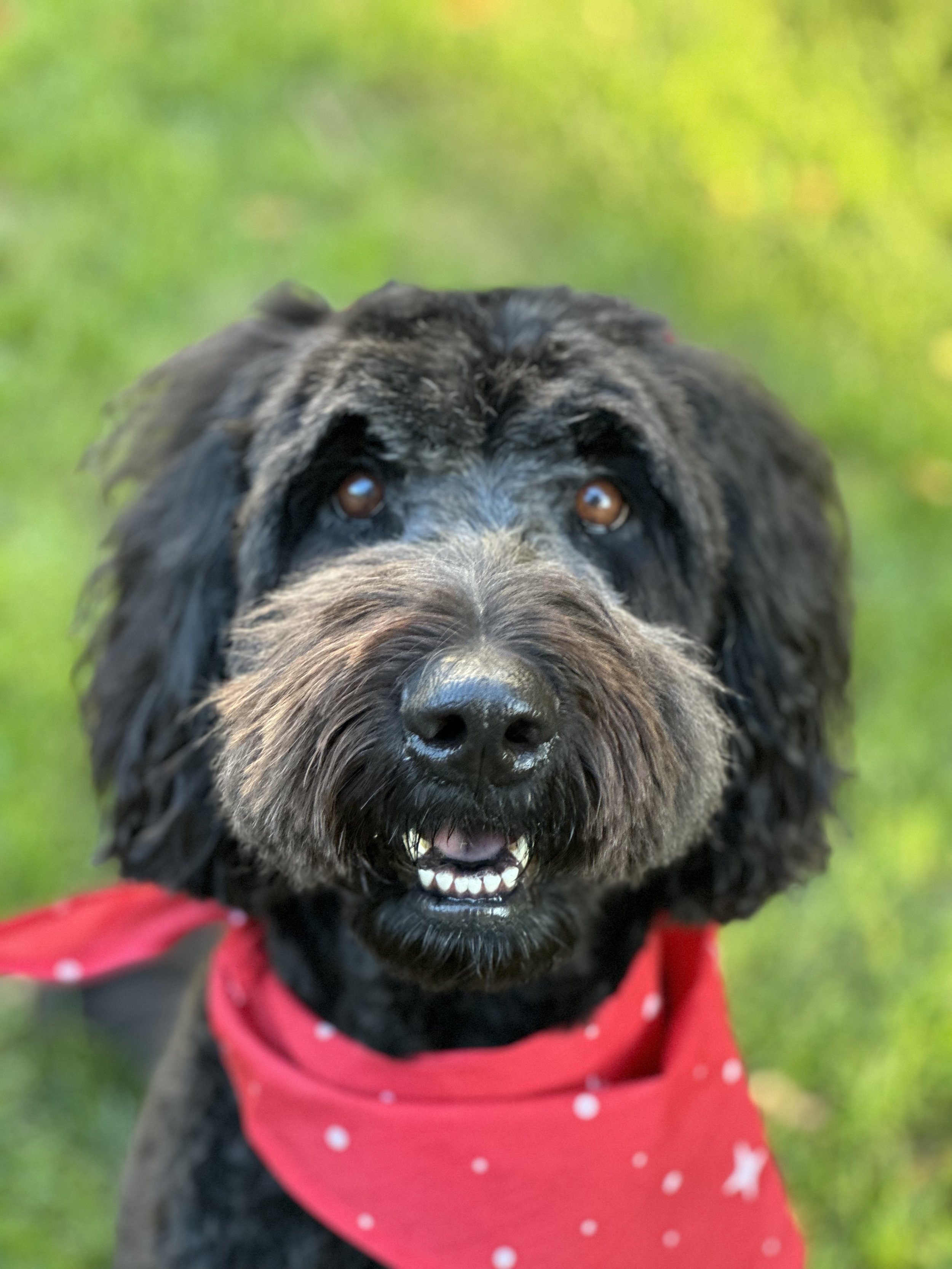 Close-up of a black and gray dog wearing a red bandana with white polka dots, outdoors on a grassy background.
