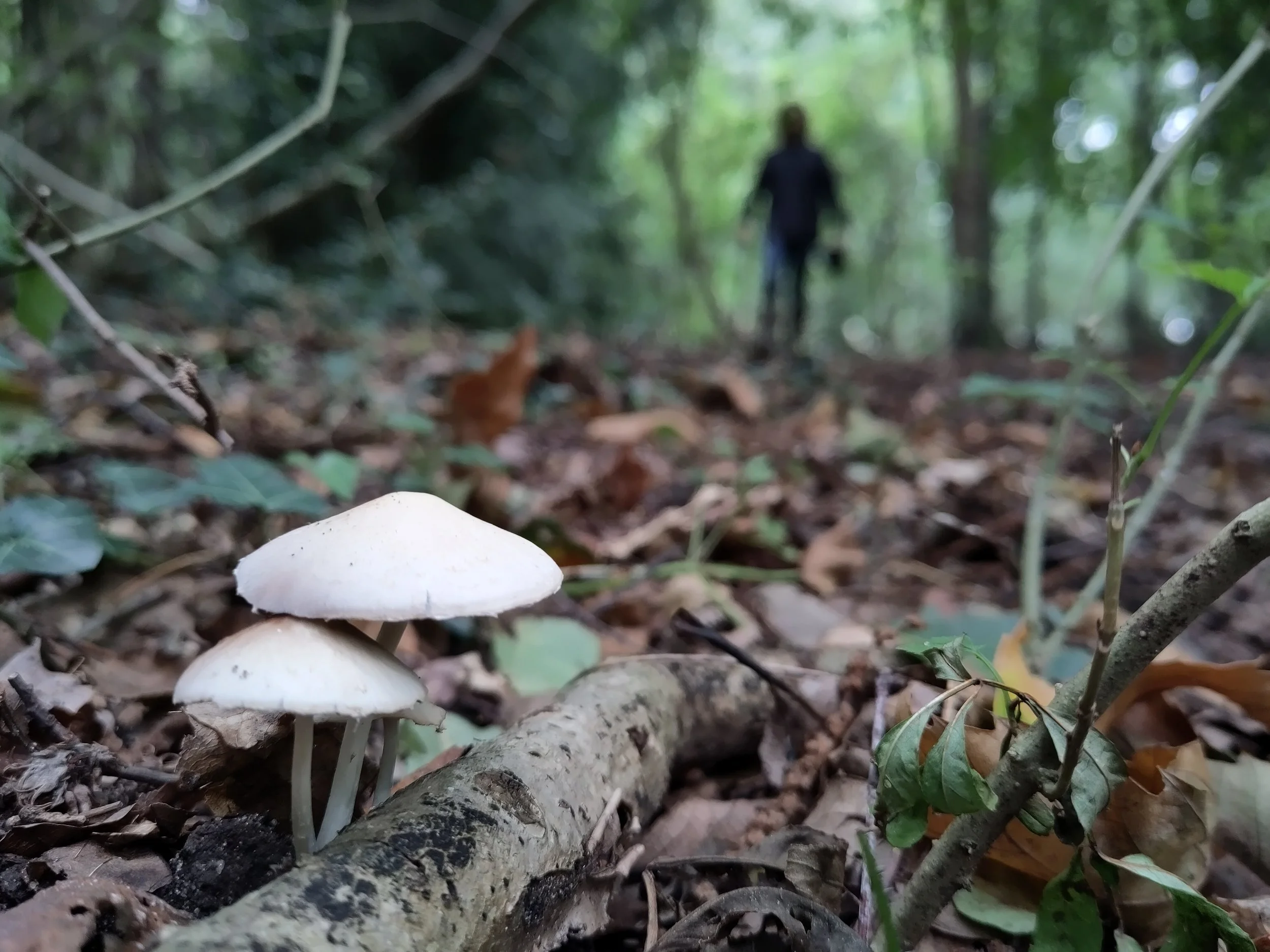 Mushroom Growing Workshop