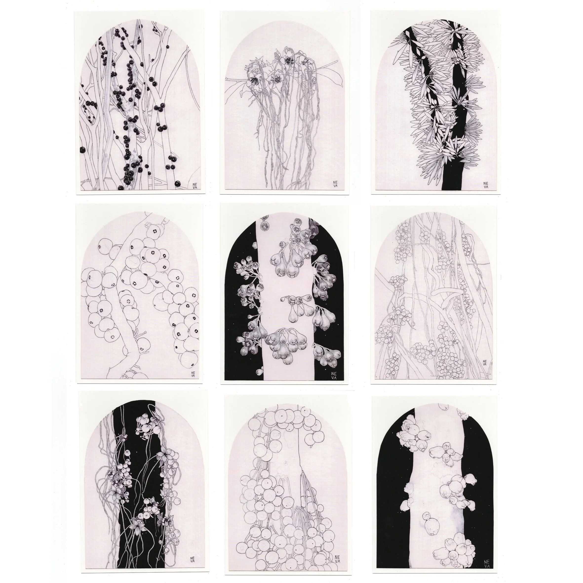Cauliflora set.jpg
