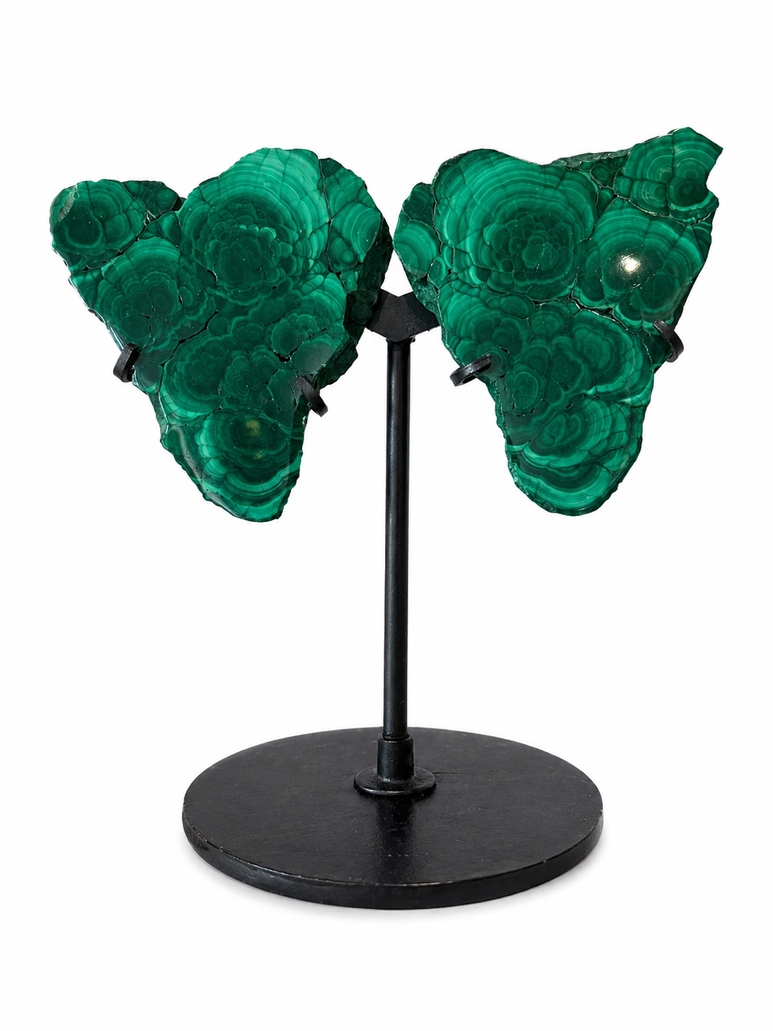 Malachite Wings
