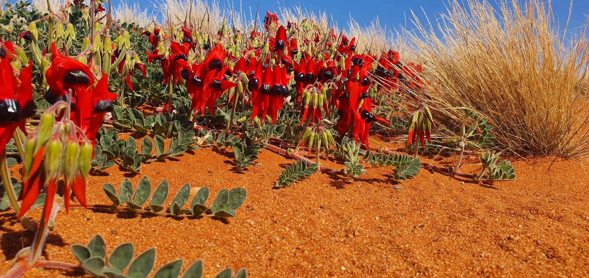 Iconic red Sturt desert pea flowers blooming in WA outback soil, reflecting resilience and hope – HK psychology support grounded in Western Australia.