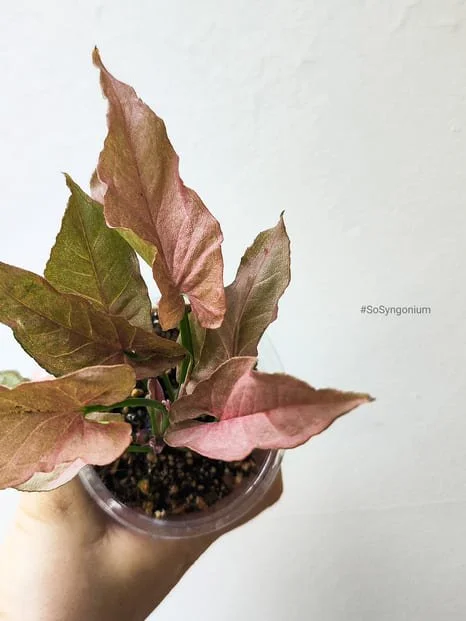 Humidity and Temperature for Rare Syngonium Varieties