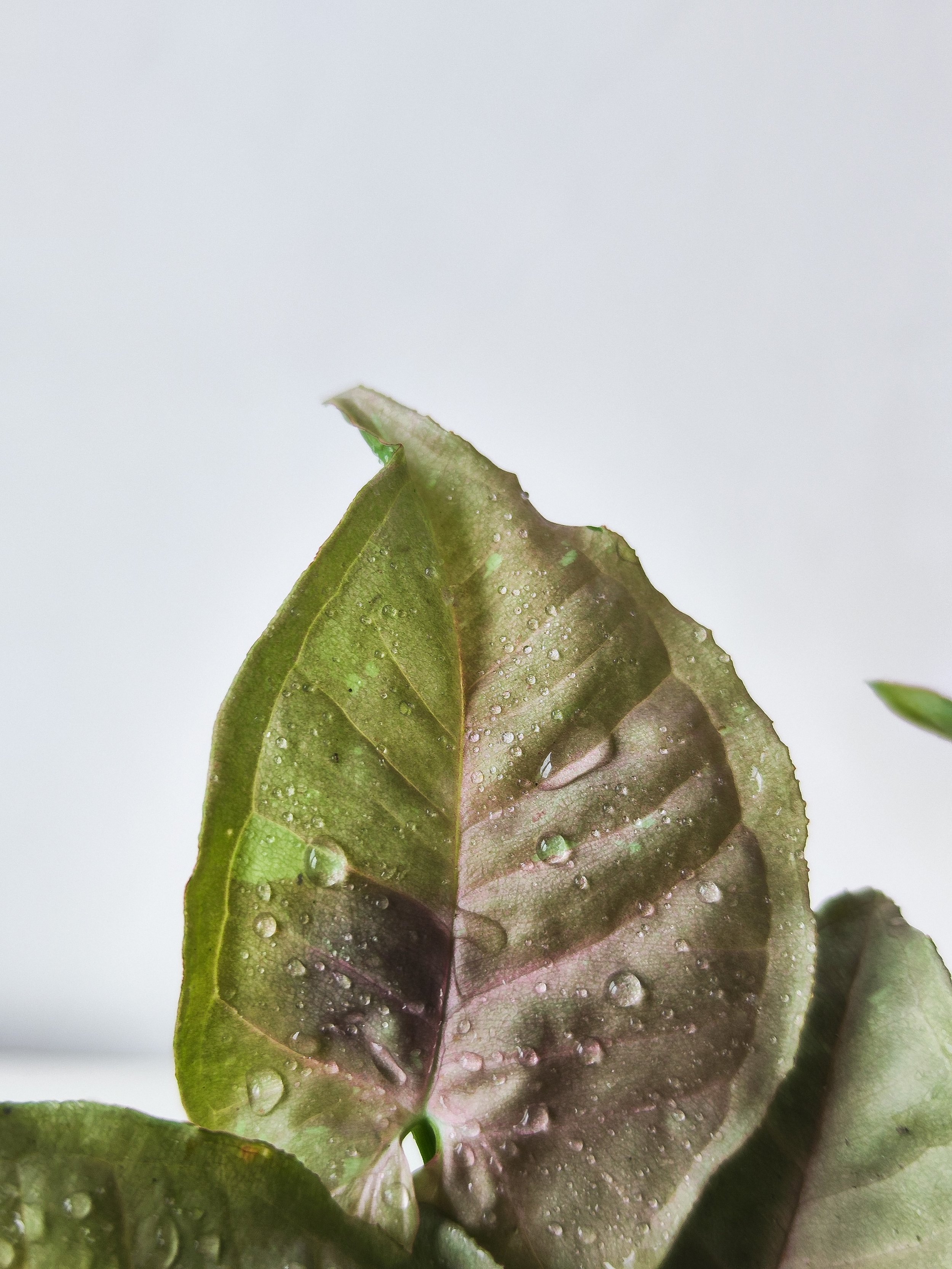 Watering Syngonium the Right Way: Finding the Balance