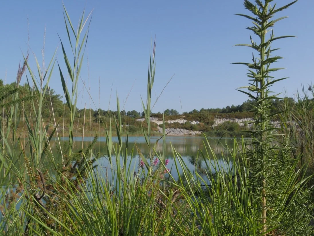 Blaue Seen bei Touverac in der Charente, Frankreich, Blick vom Ufer auf das Wasser und die umgebende Natur