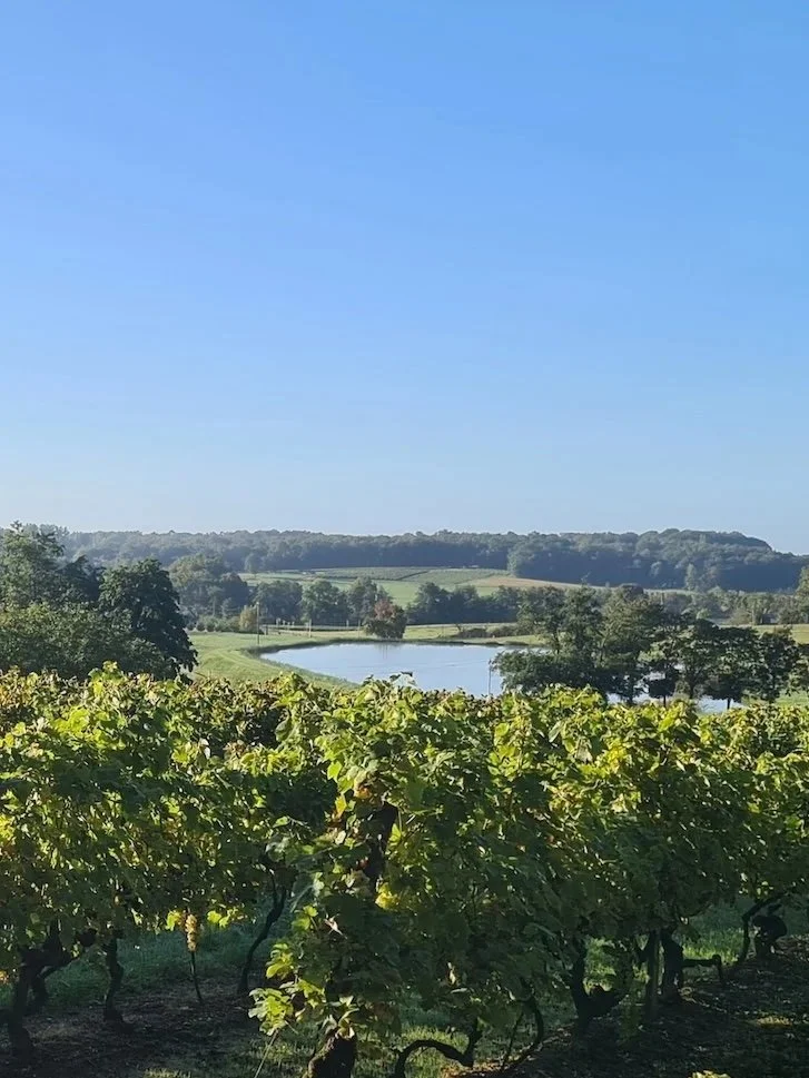 Ausblick auf einen Weinberg oberhalb von Saint-Maigrin in der Charente-Maritime bei einer Chambre d’hôtes