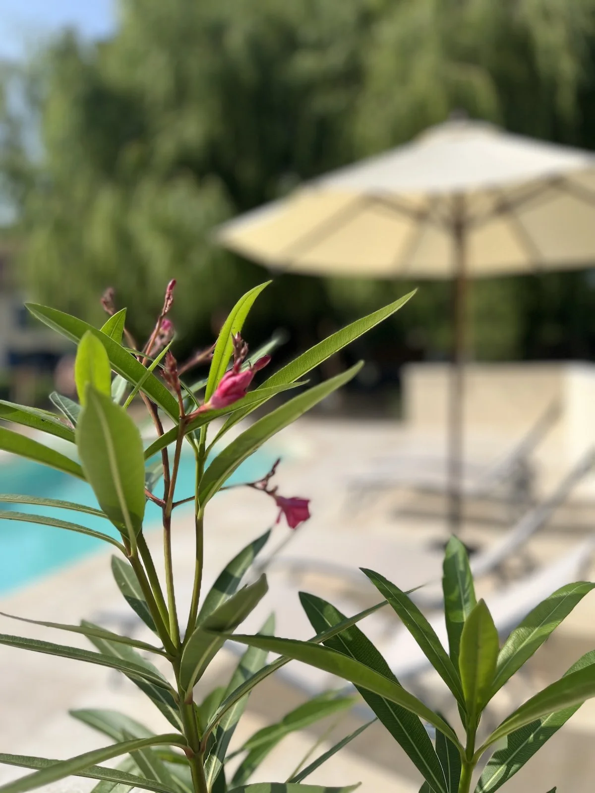 Ausschnitt von Pool und Terrasse mit Pflanzen und Baum im Hintergrund