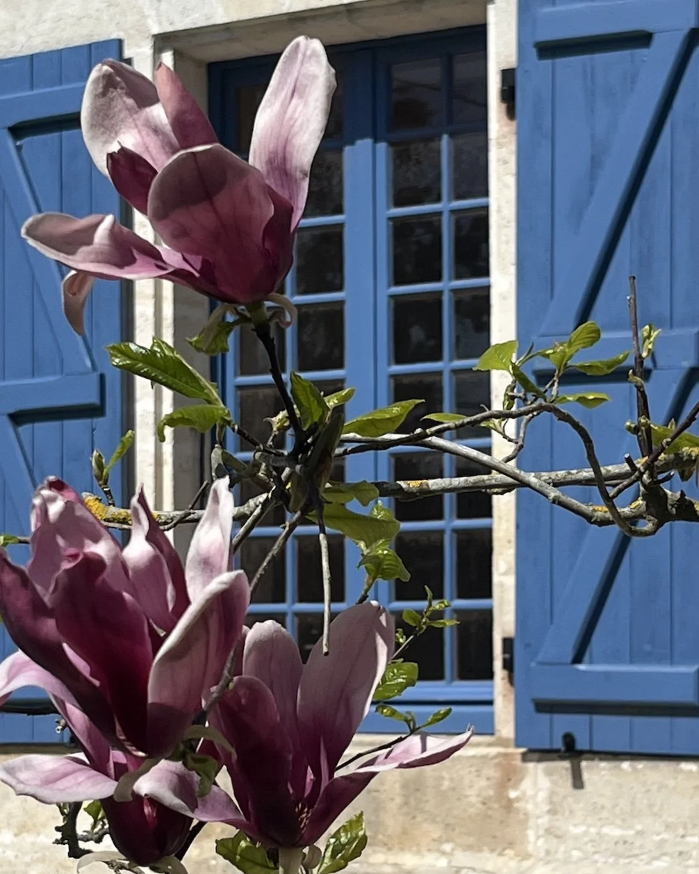 Geöffnetes Fenster mit blauen Fensterläden und Blüten im Vordergrund