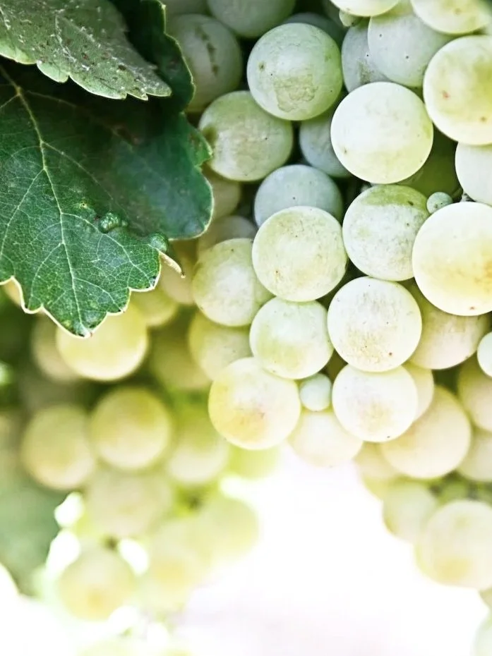 Detailaufnahme von hellgrünen Weintrauben mit dunkelgrünen Blättern