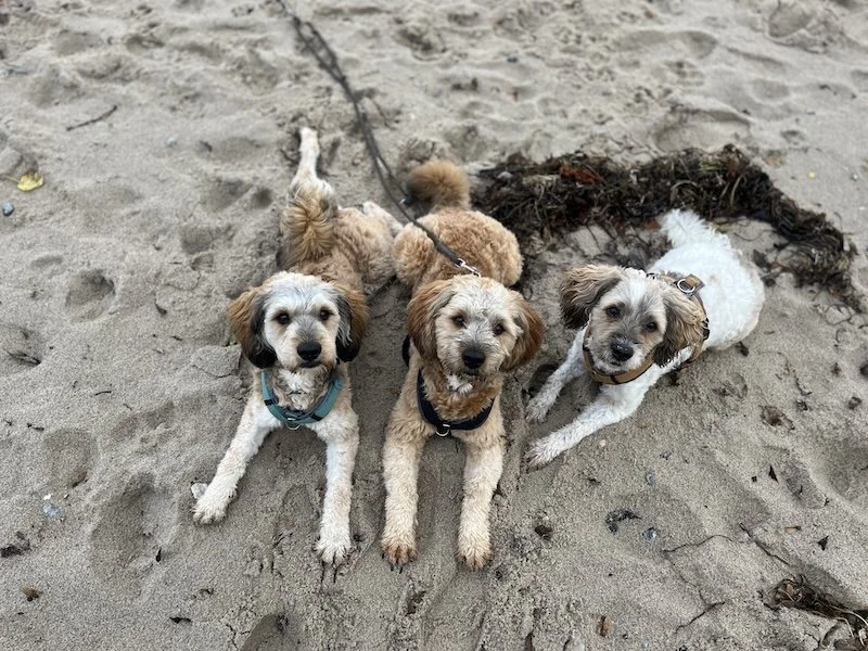 Hunde und Gastgeber am Atlantikstrand in entspannter Atmosphäre