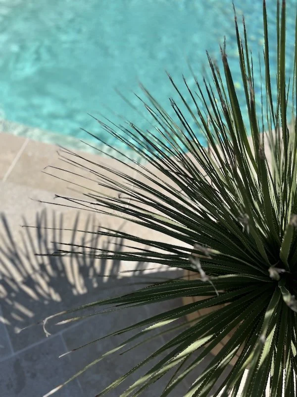 Ausschnitt von Pool und Terrasse mit Pflanze im Vordergrund