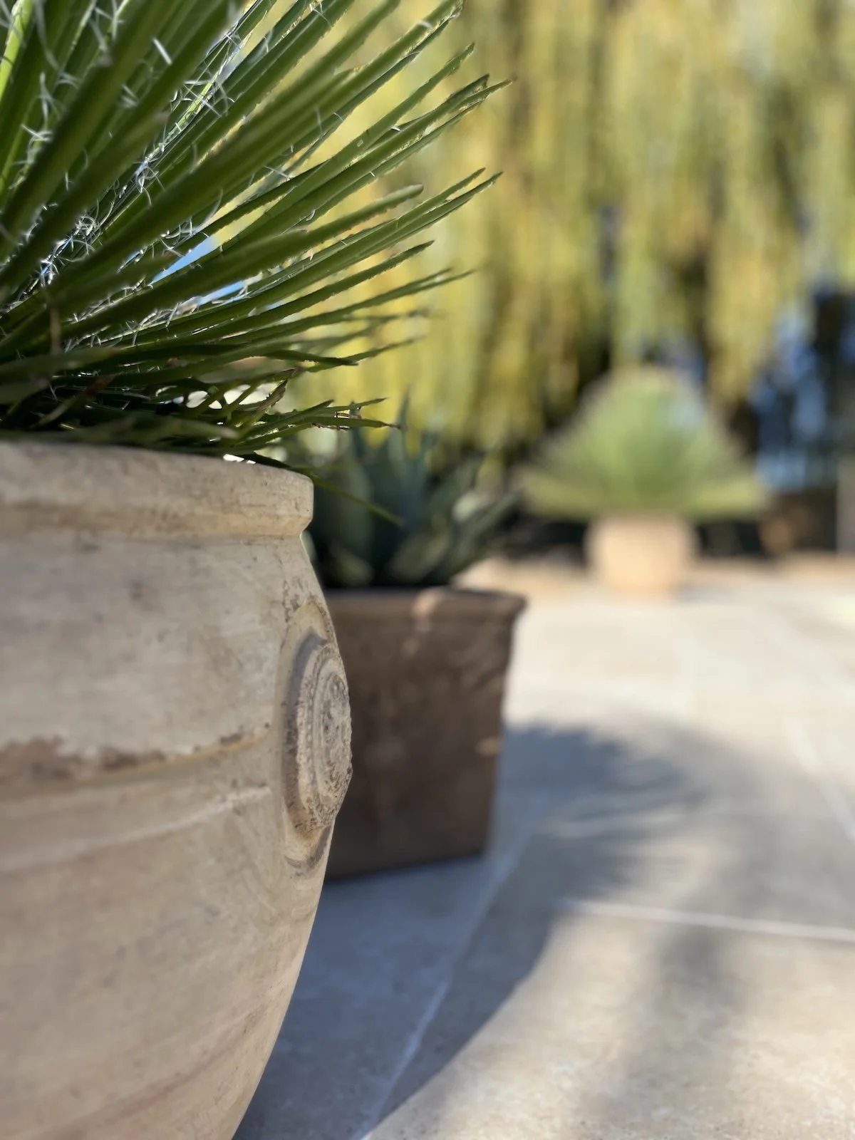 Ausschnitt von Pool und Terrasse mit Pflanzen und Baum im Hintergrund