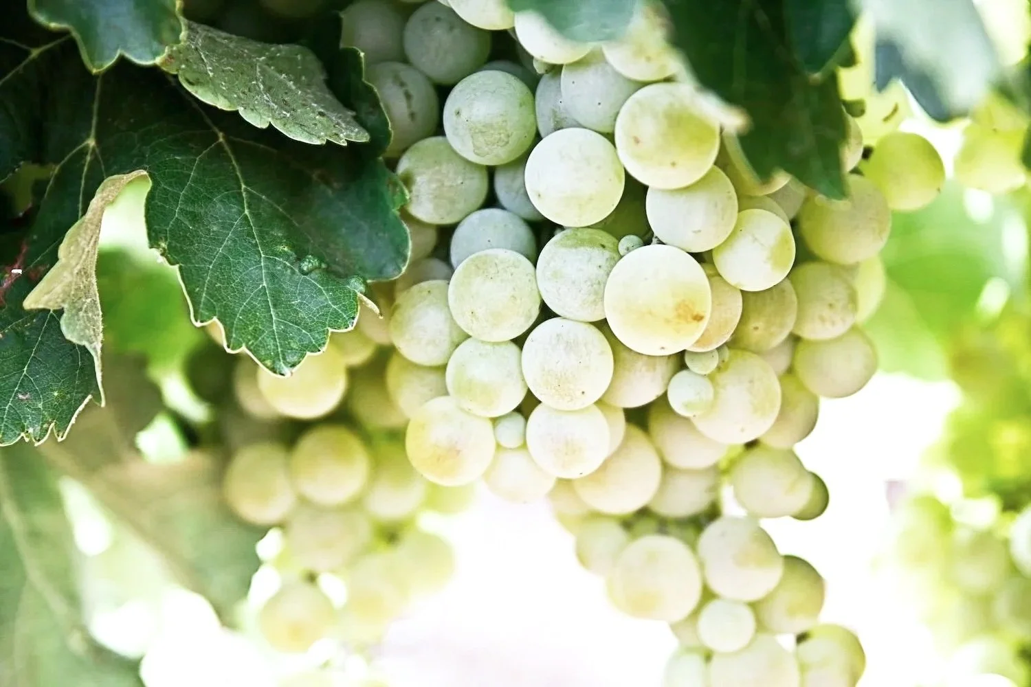 Detailaufnahme hellgrüner Weintrauben mit Blättern in Saint-Maigrin an der Atlantikküste der Charente-Maritime