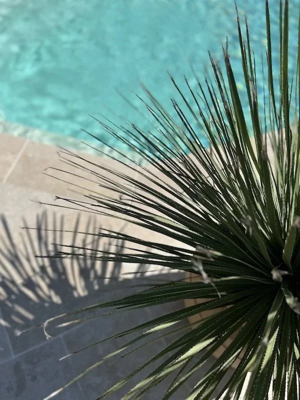 Ausschnitt von Pool und Terrasse mit Pflanze im Vordergrund