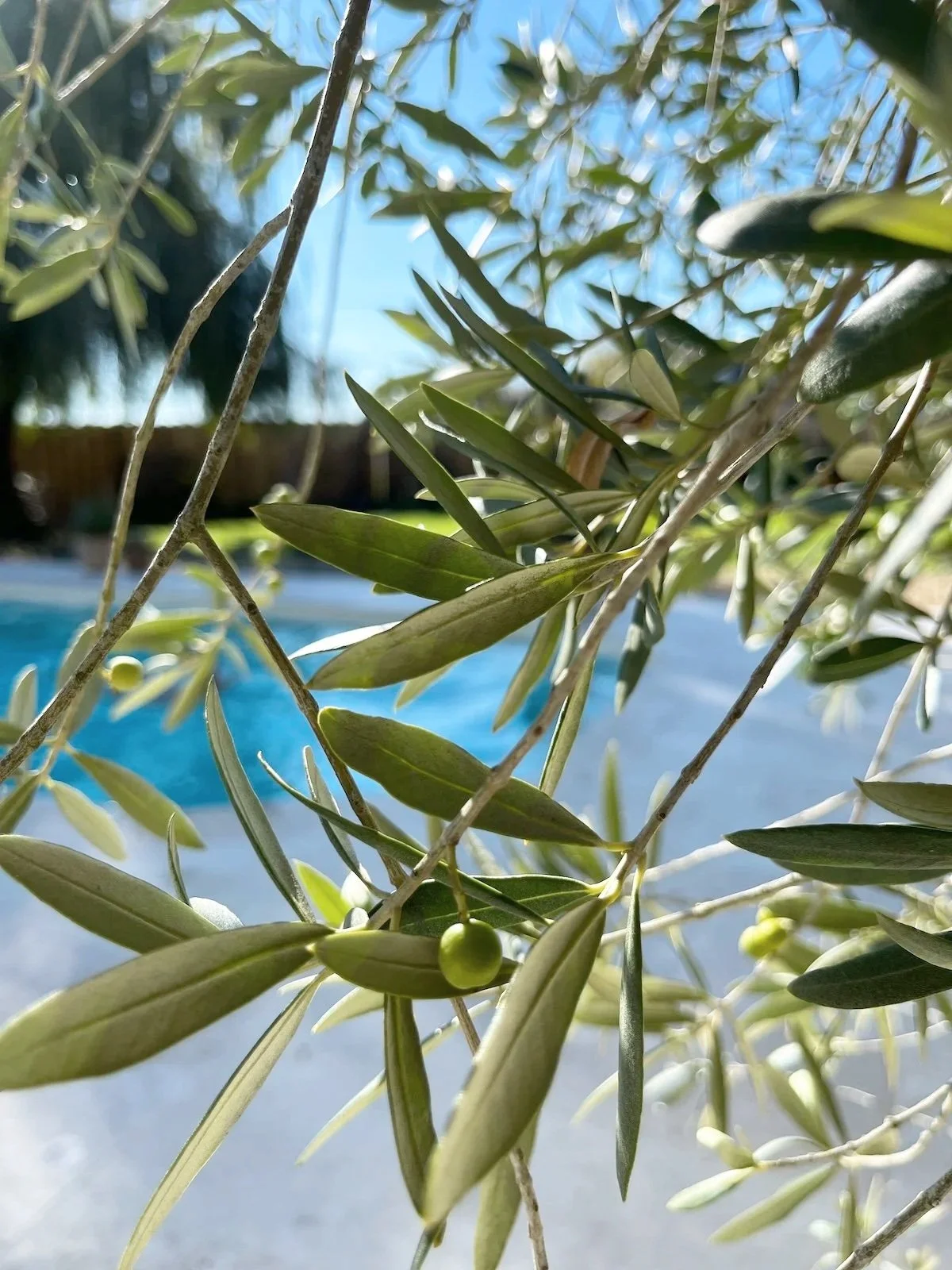 Pool und Terrasse einer Chambre d’hôtes, gesehen durch einen grünen Olivenzweig