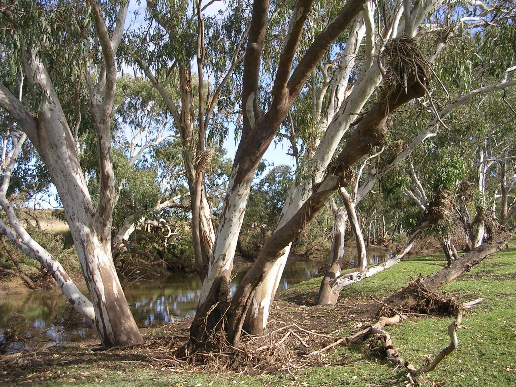 Gum trees on river