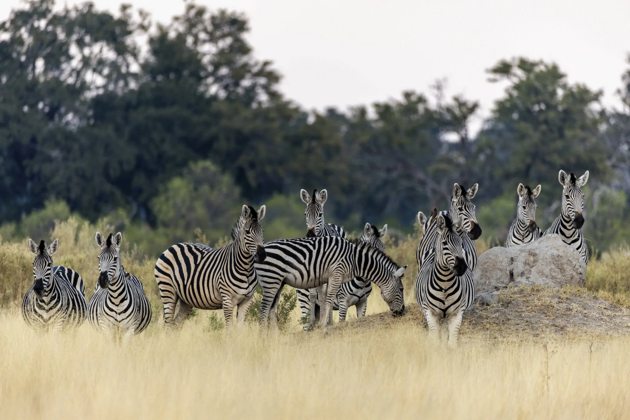 10-Bots_Mbamba_Zebra 1.jpg