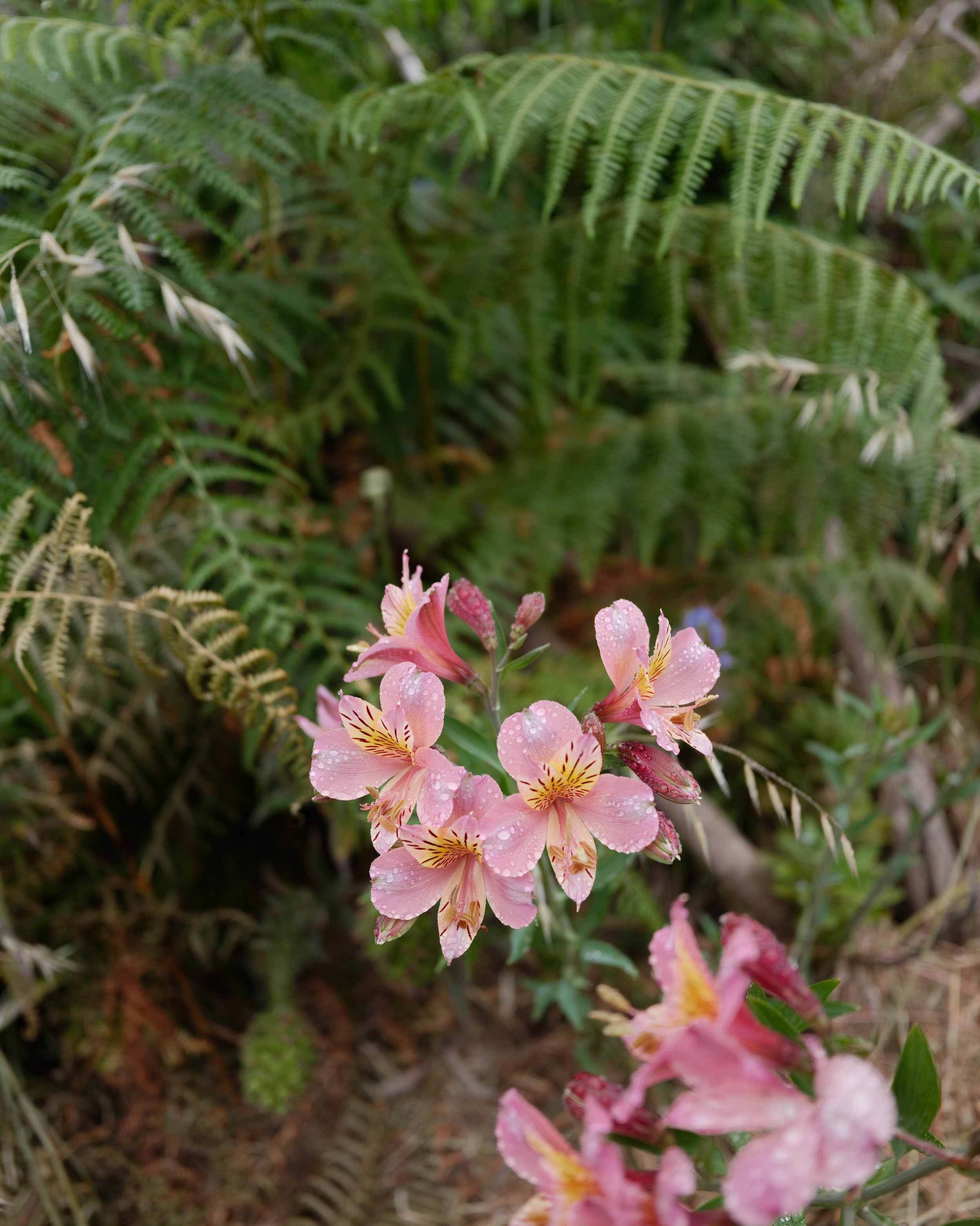 DSCF5517.jpg