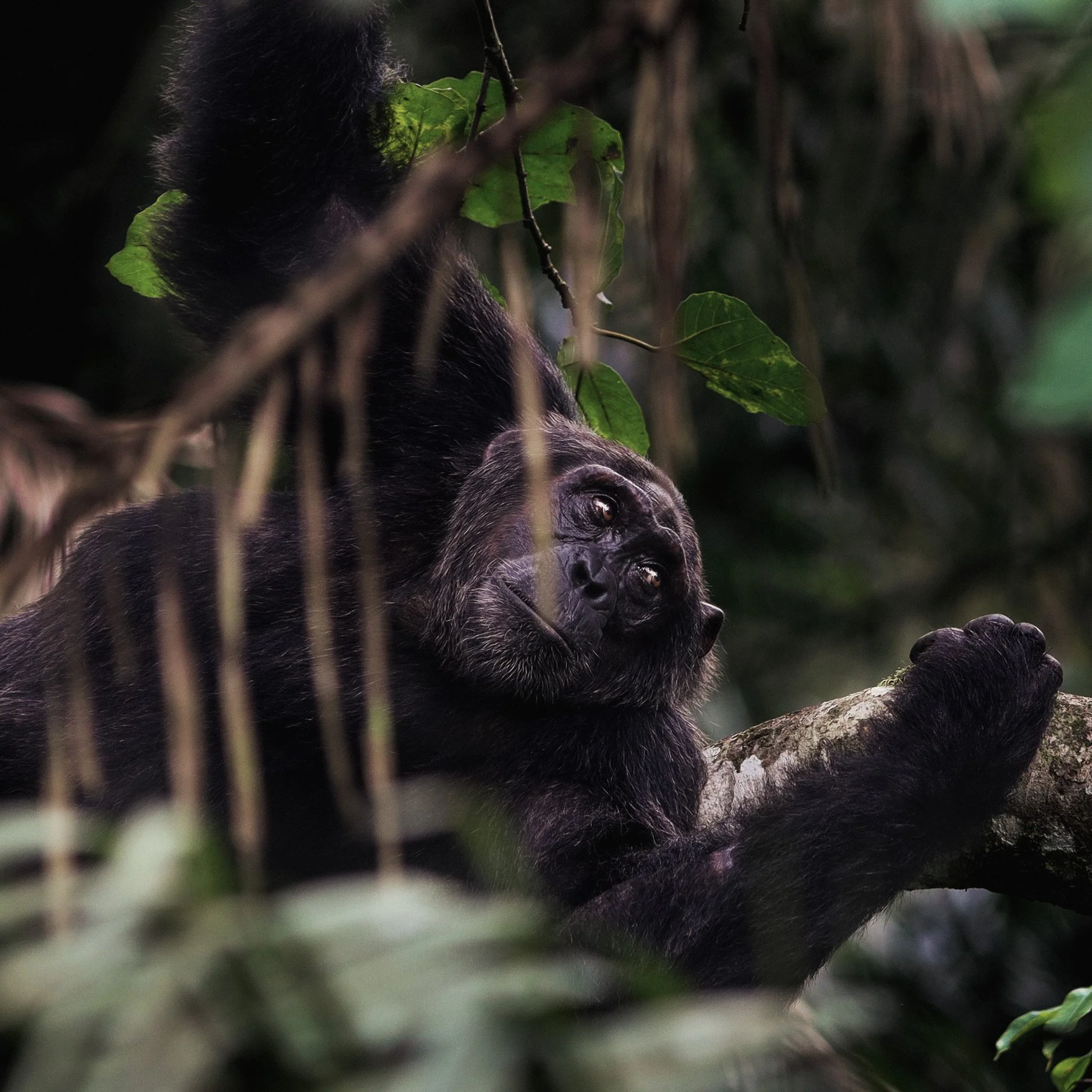 One&Only Nyungwe House - chimpansee NP.jpg