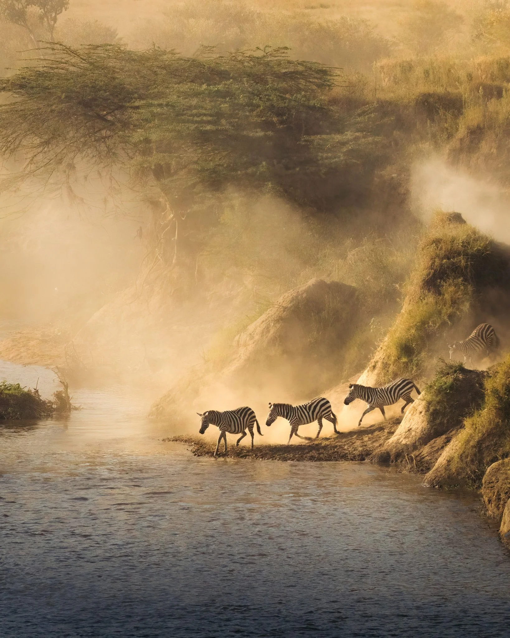 Zebras lopen langs een rivier in een mistig landschap met bomen en rotsen.