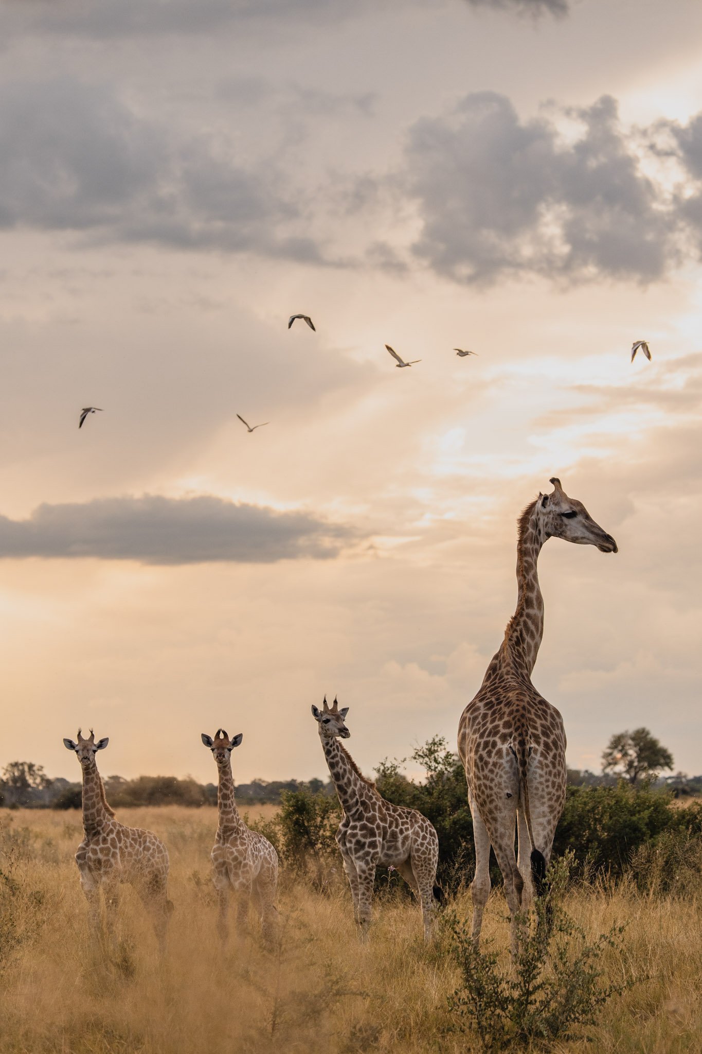 19-Bots_Mbamba_Giraffe 3.jpg