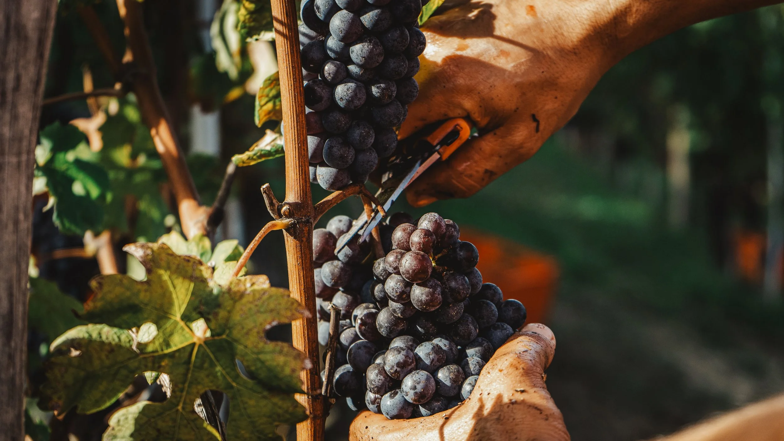 Sapori d italia - Langhe8.jpg
