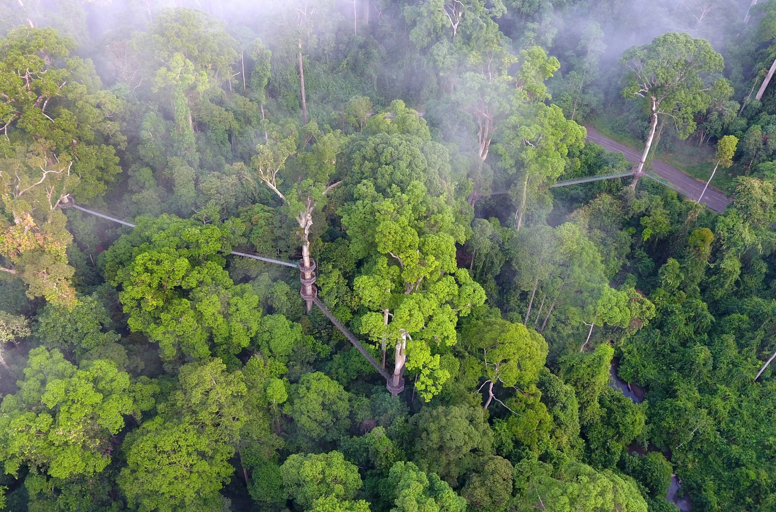 Canopy Walkway image 9.jpg