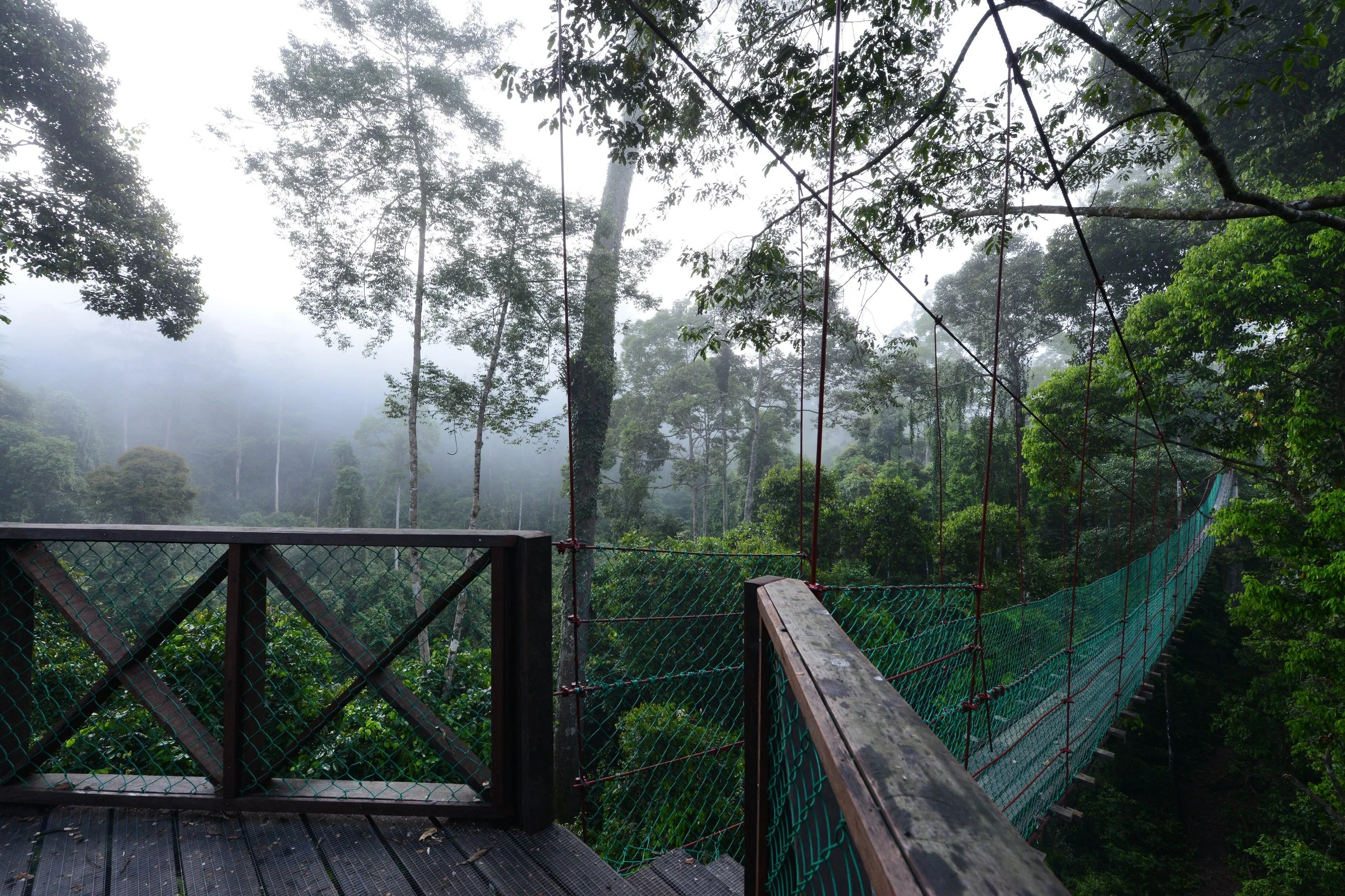 Canopy Walkway image 8 (2).jpg