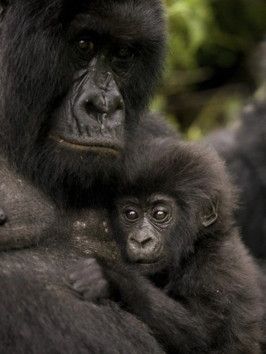 Gorilla Trekking Rwanda &amp; Uganda