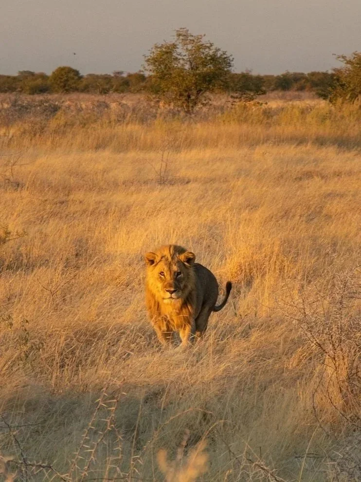 Rondreis Namibië: selfdrive klassiek