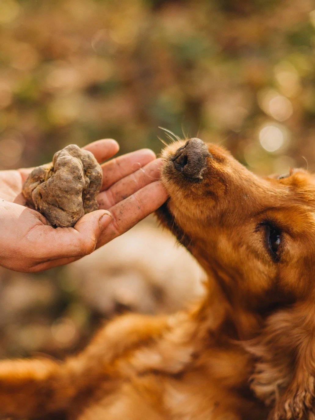 Truffeljacht Kroatië: een zintuiglijke ervaring