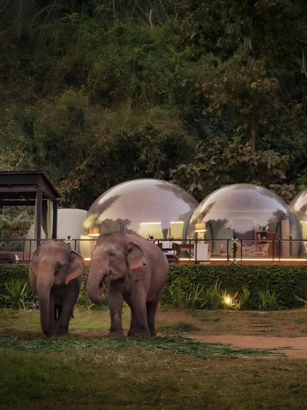 Slapen tussen olifanten in de jungle van Thailand