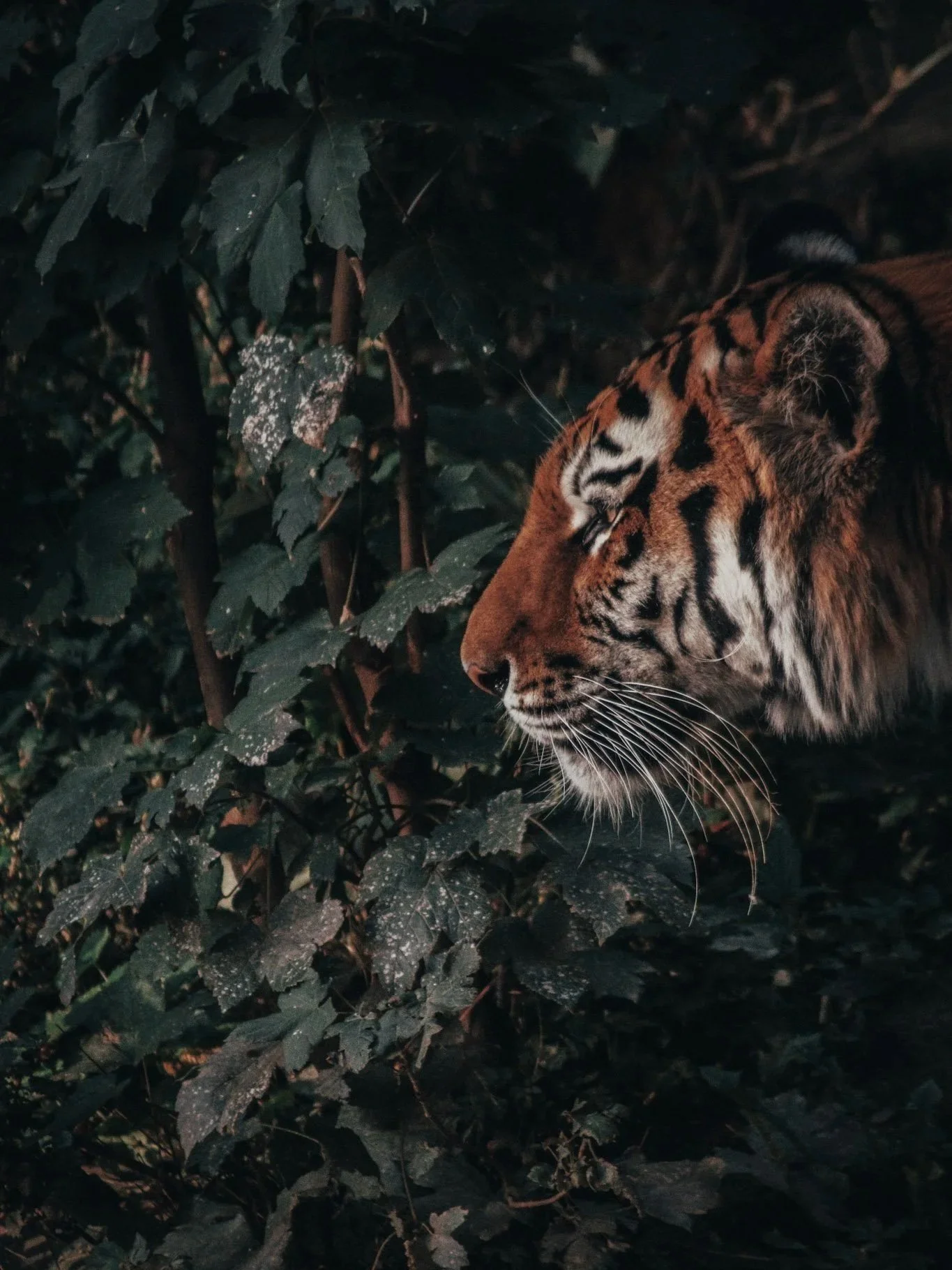 Rondreis India: in het oog van de tijger
