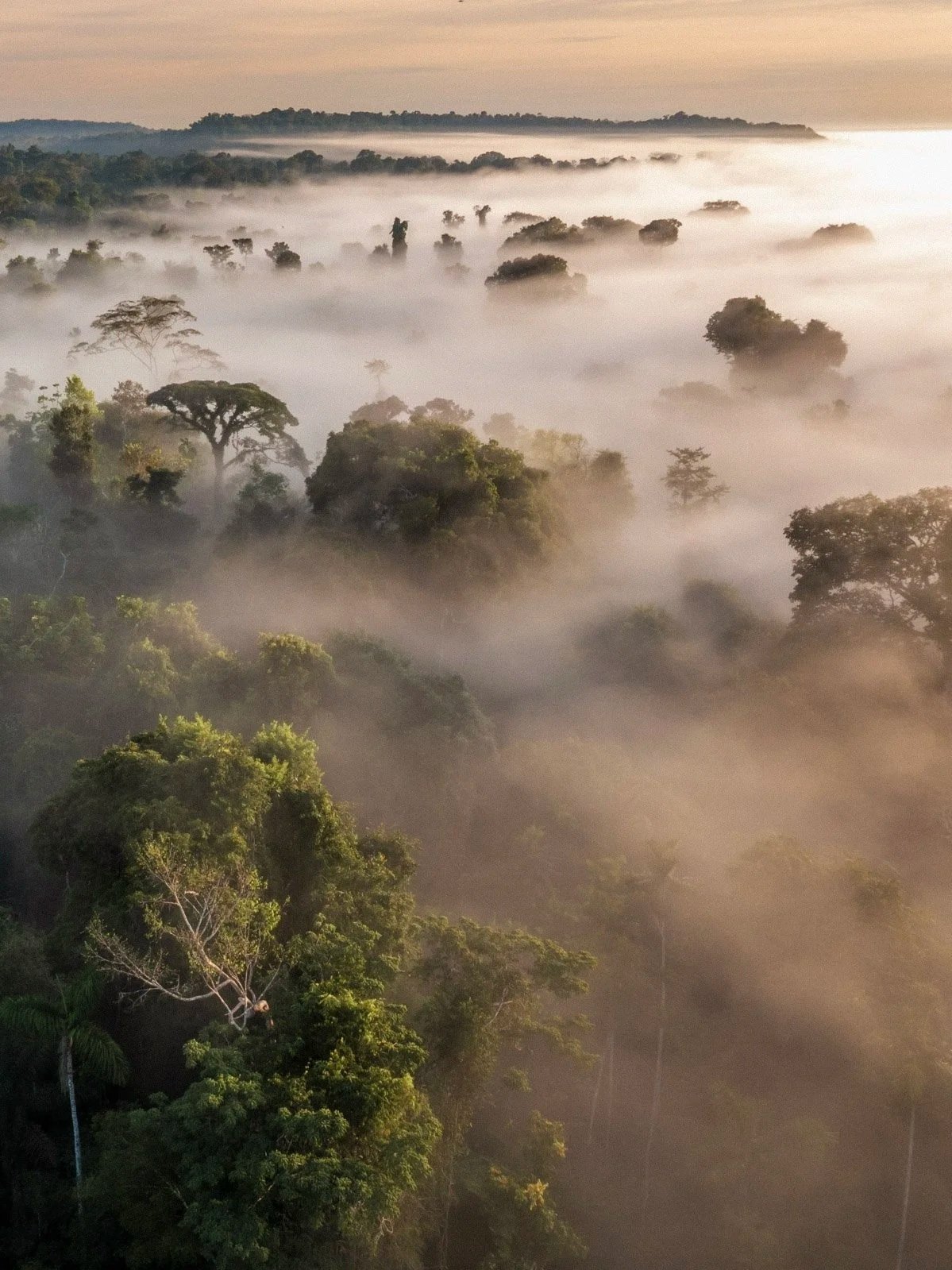 Rondreis Brazilië: Amazone &amp; Pantanal
