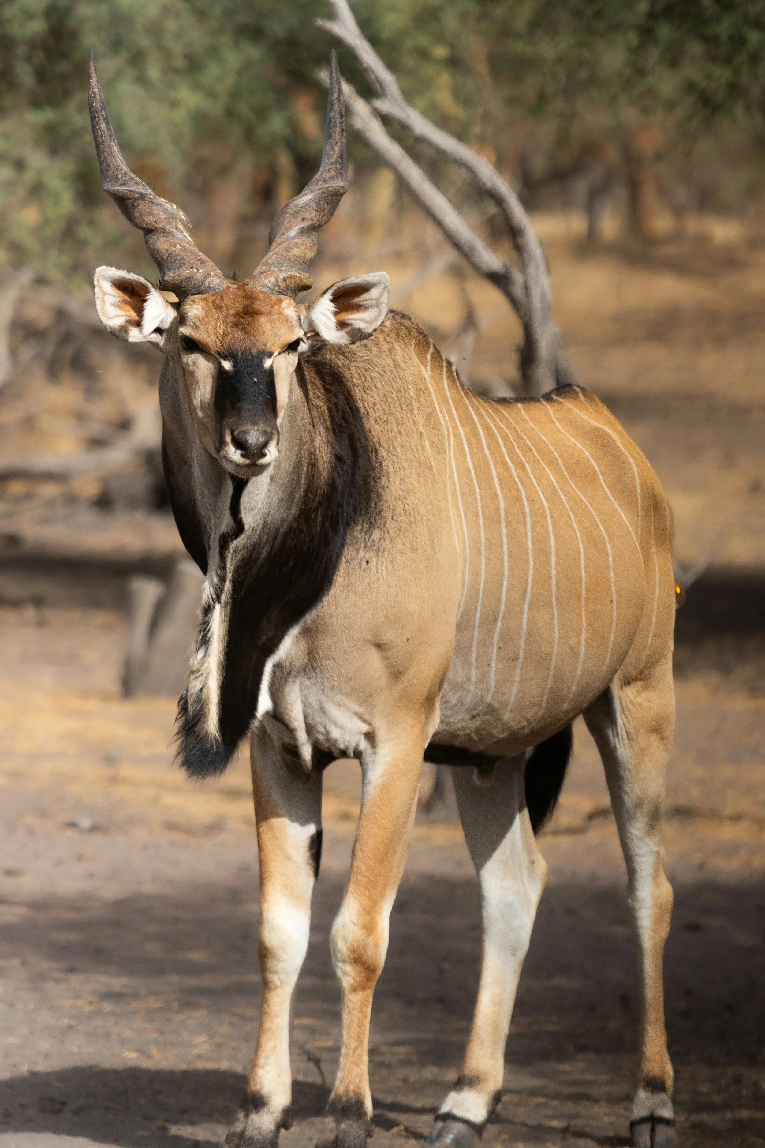 Rondreis Senegal - antilope.jpg