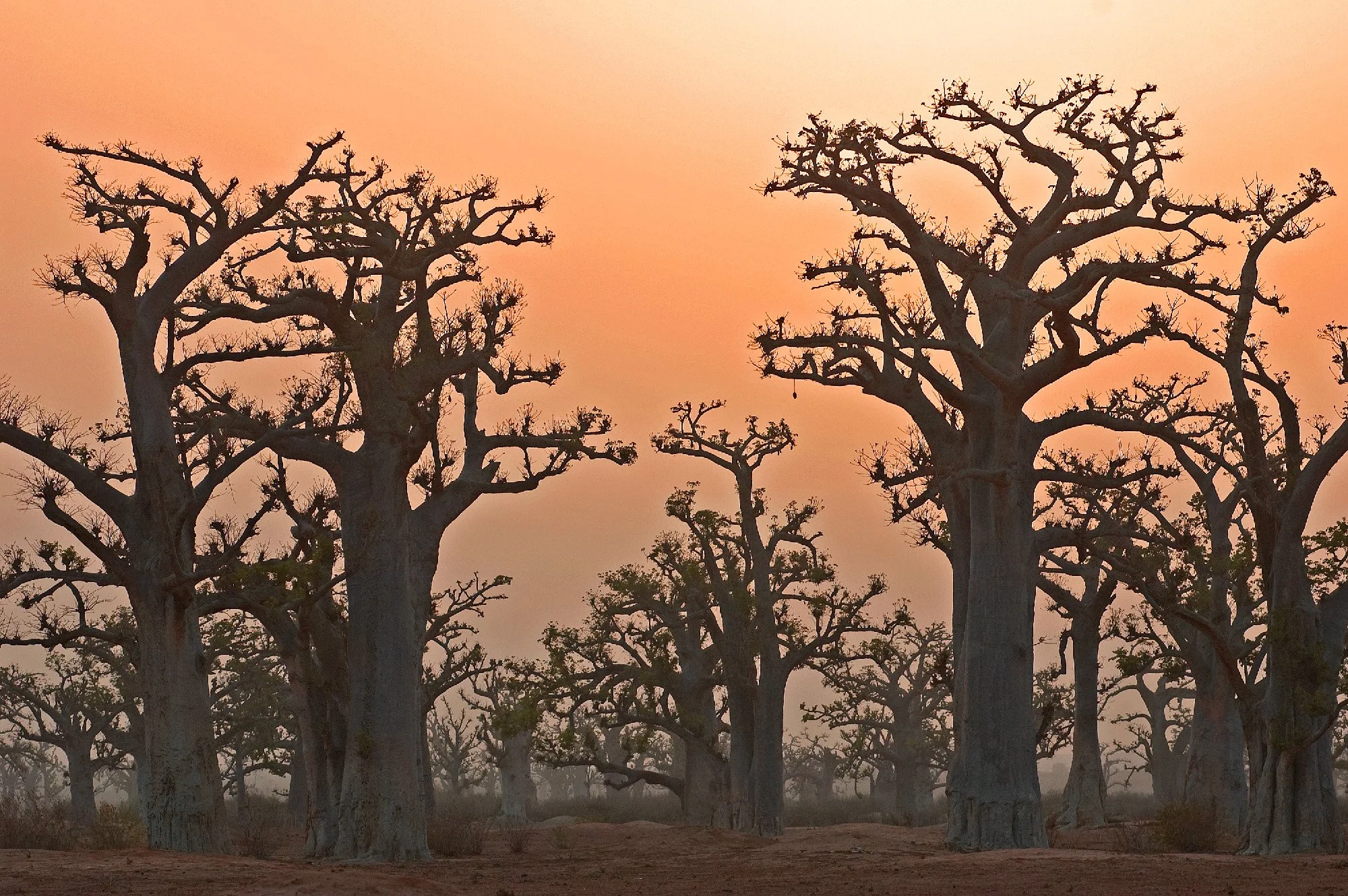 BAOBAB 1.jpg