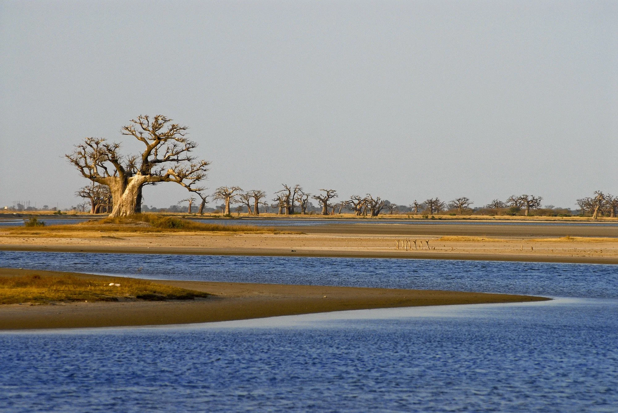 SALOUM 8.jpg