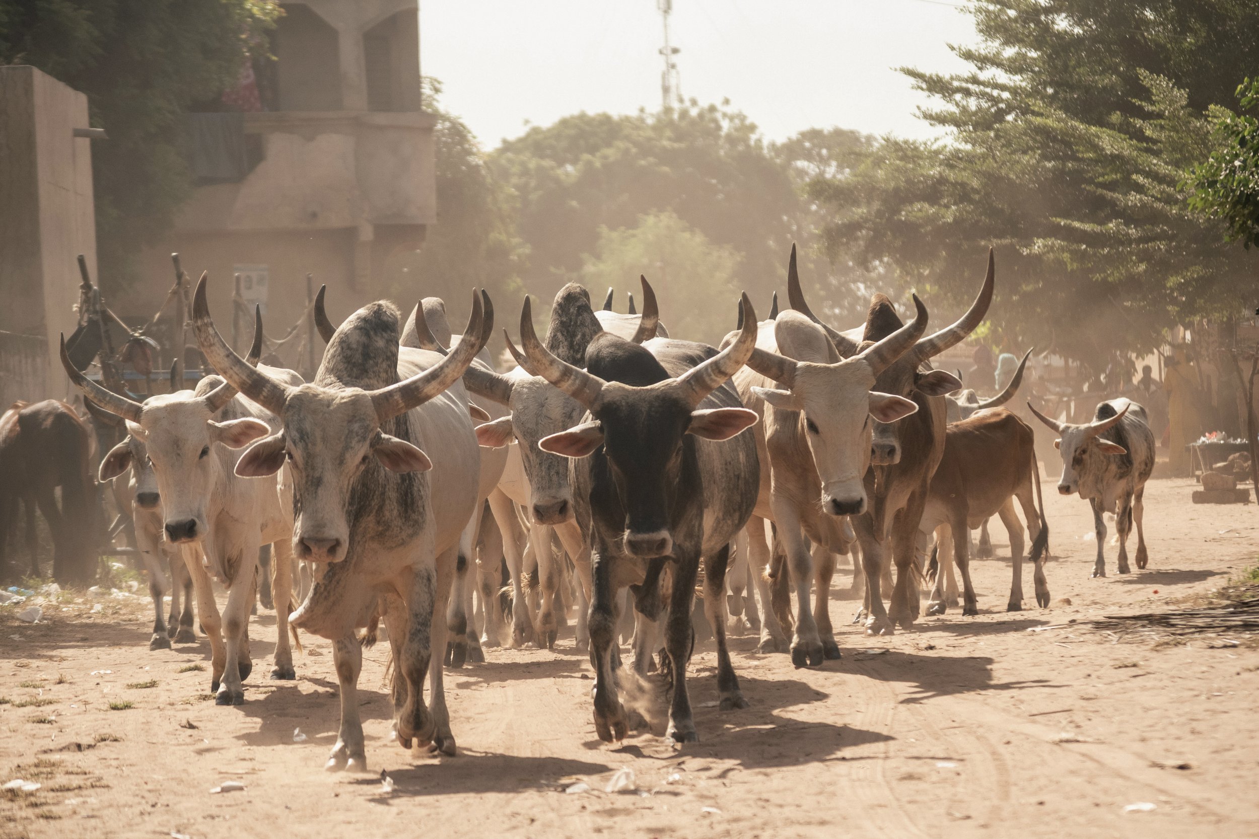 Rondreis Senegal - taureaux.jpg