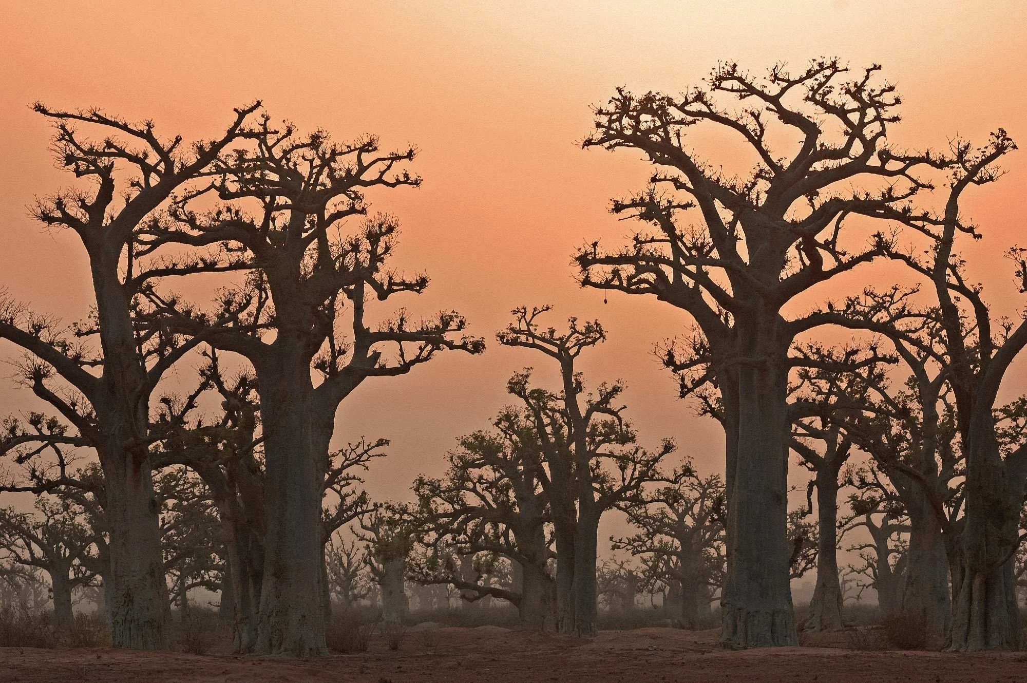 BAOBAB 1.jpg