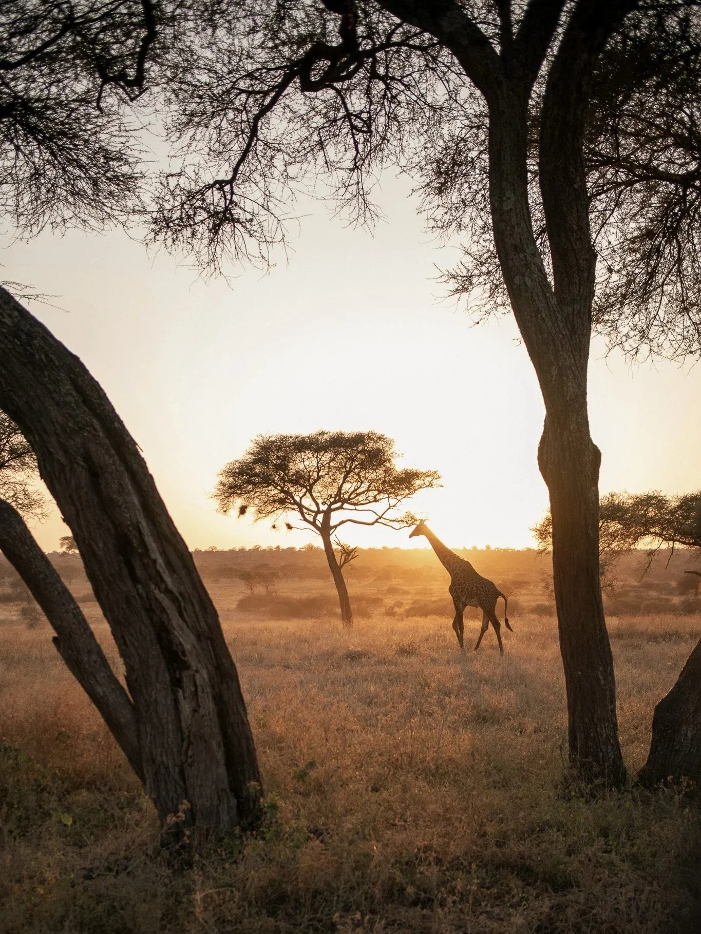 Rondreis Tanzania & Zanzibar: off the beaten track