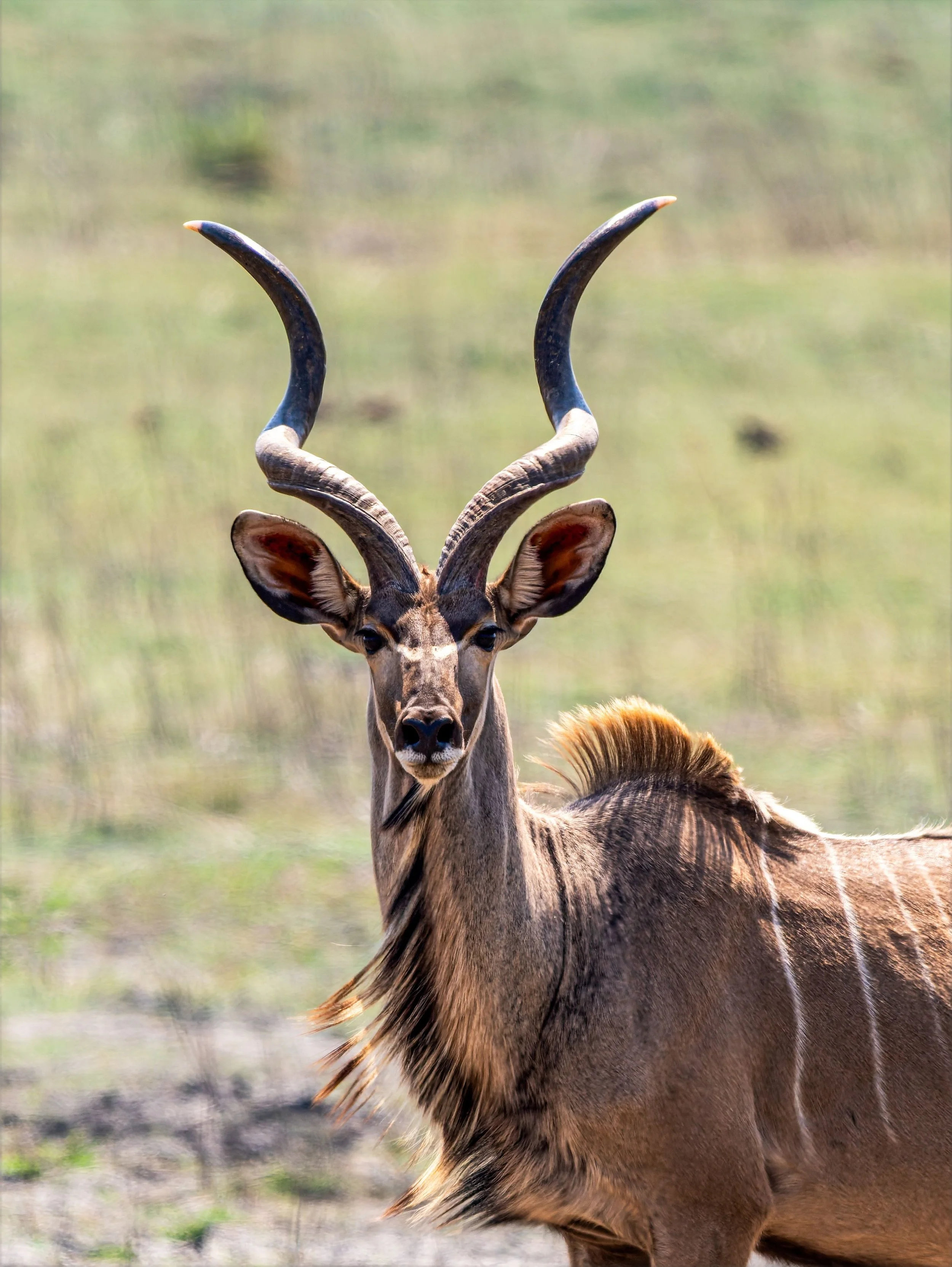 53-pexels-rinoadamo-39508067.jpg