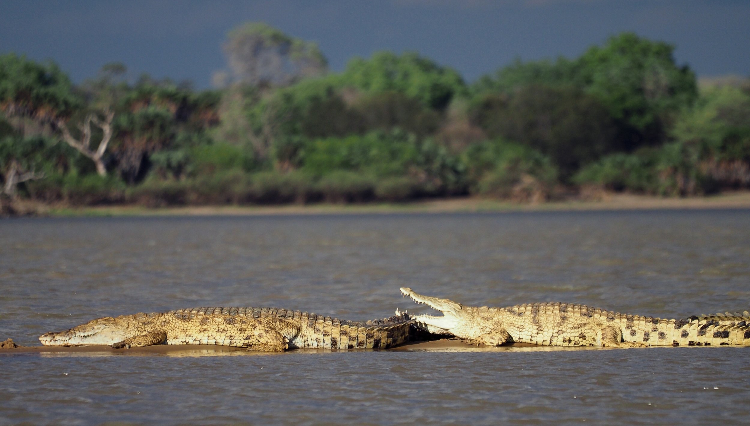 16-Laba Siwandu_Crocodile.jpg