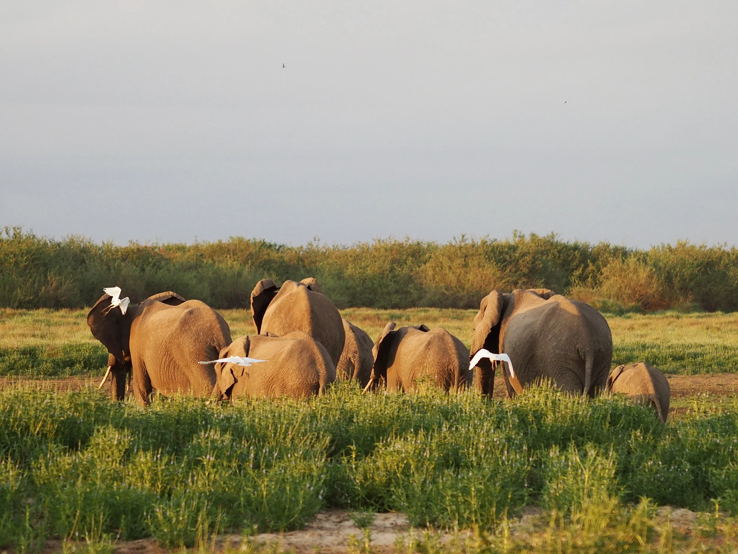 17-Laba Siwandu_Elephants and birds.jpg