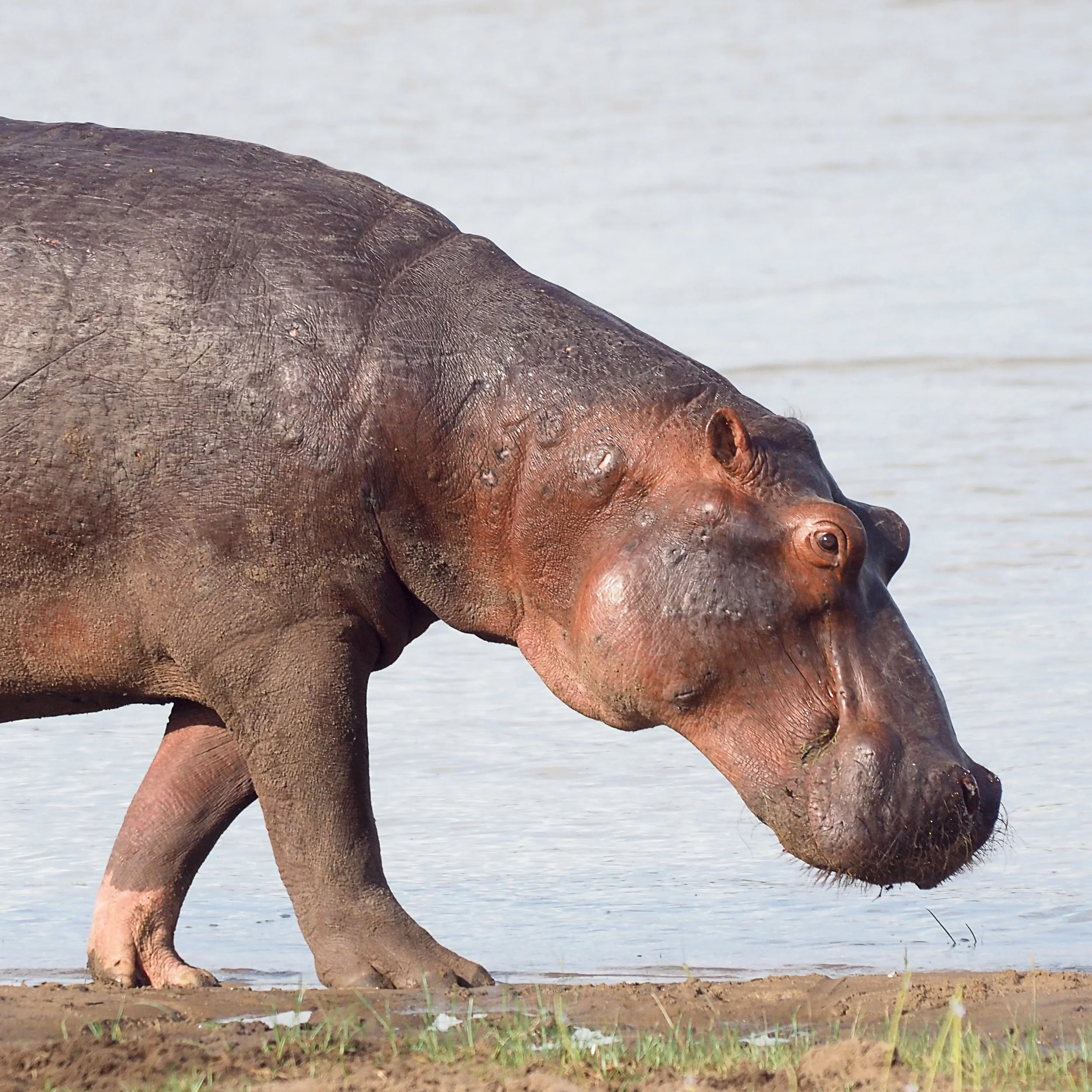 19-Laba Siwandu_Hippo.jpg