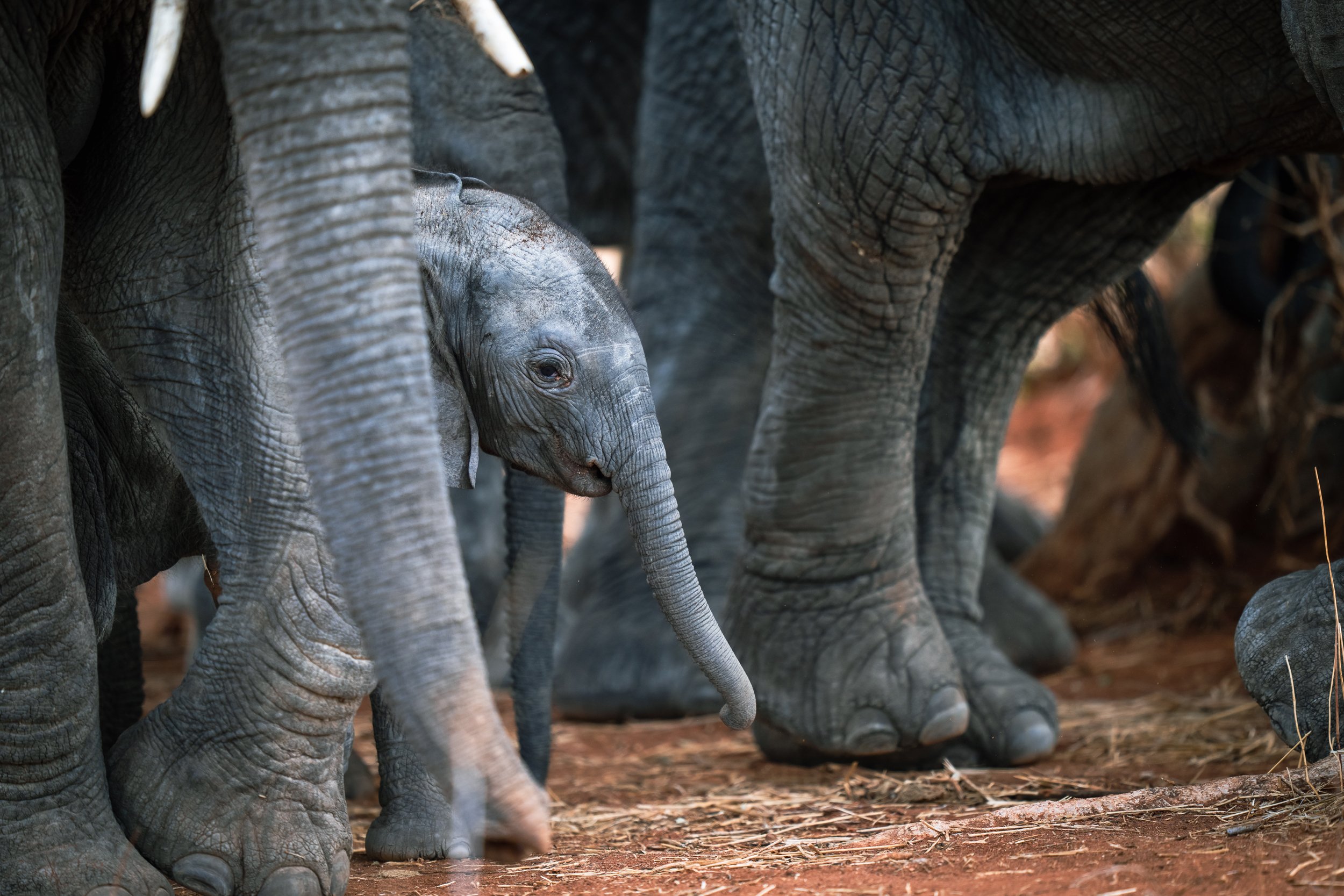 15-Laba Siwandu_Bébé éléphant 2.jpg