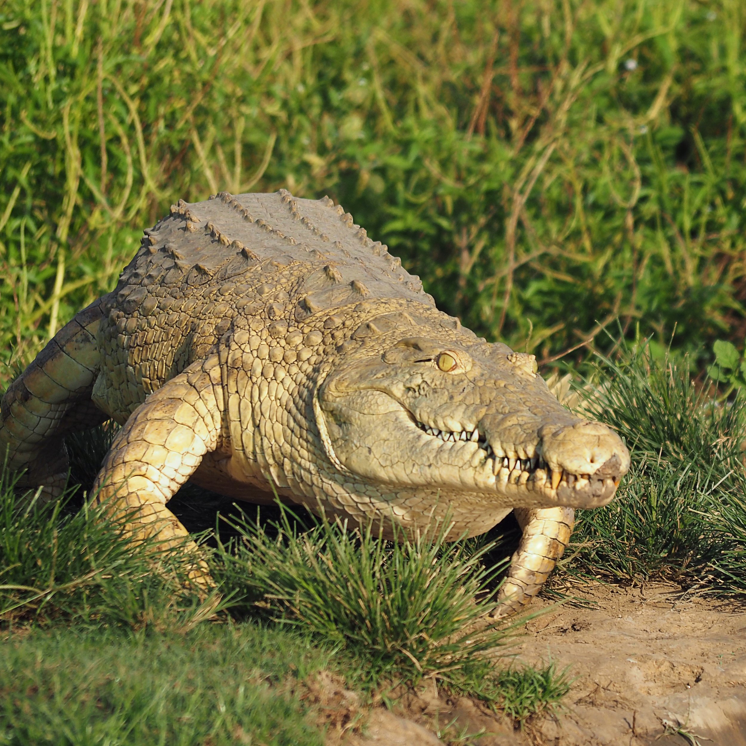18-Laba Siwandu_Crocodile 3.jpg