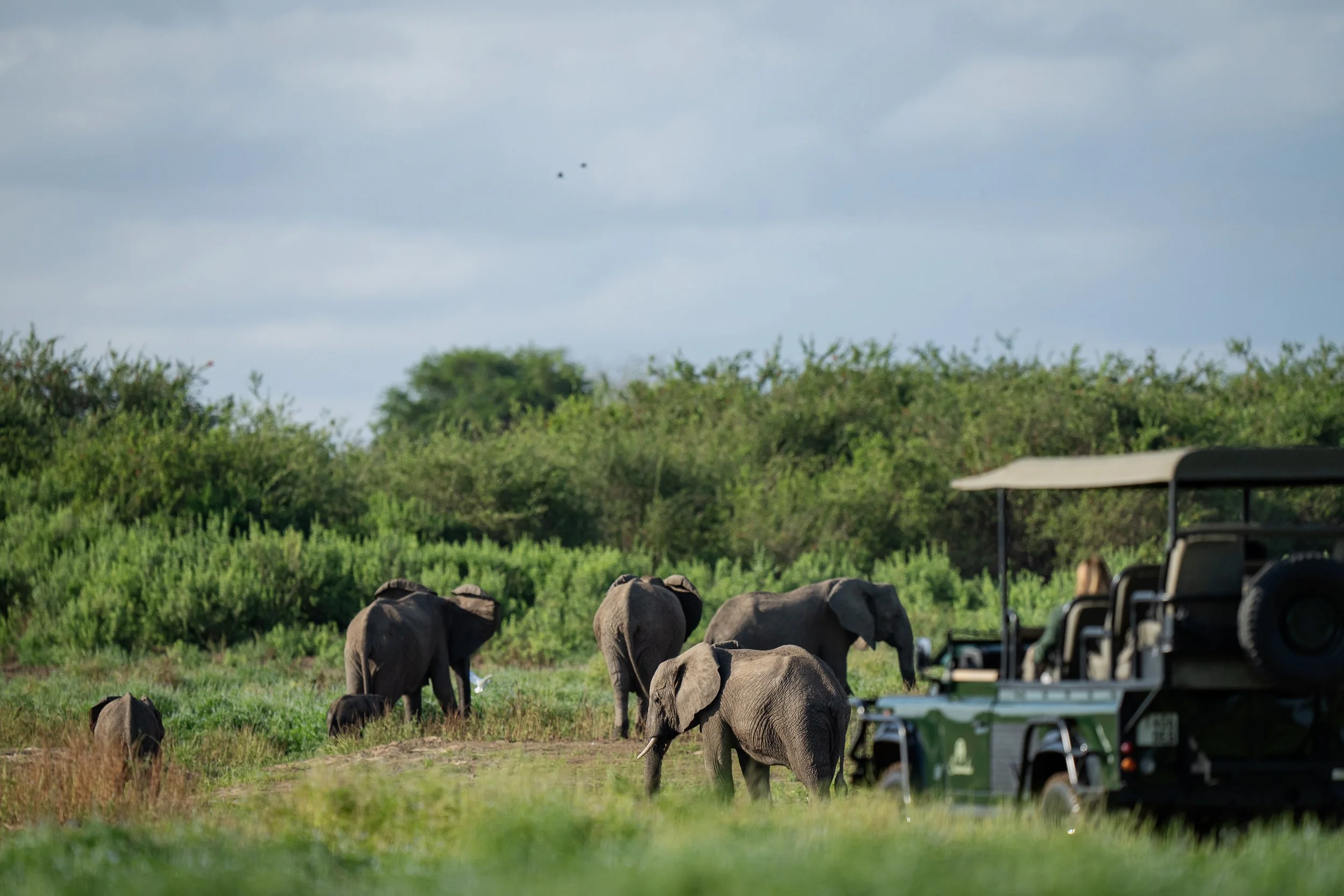 23-Laba Siwandu_Faune_Éléphants.jpg