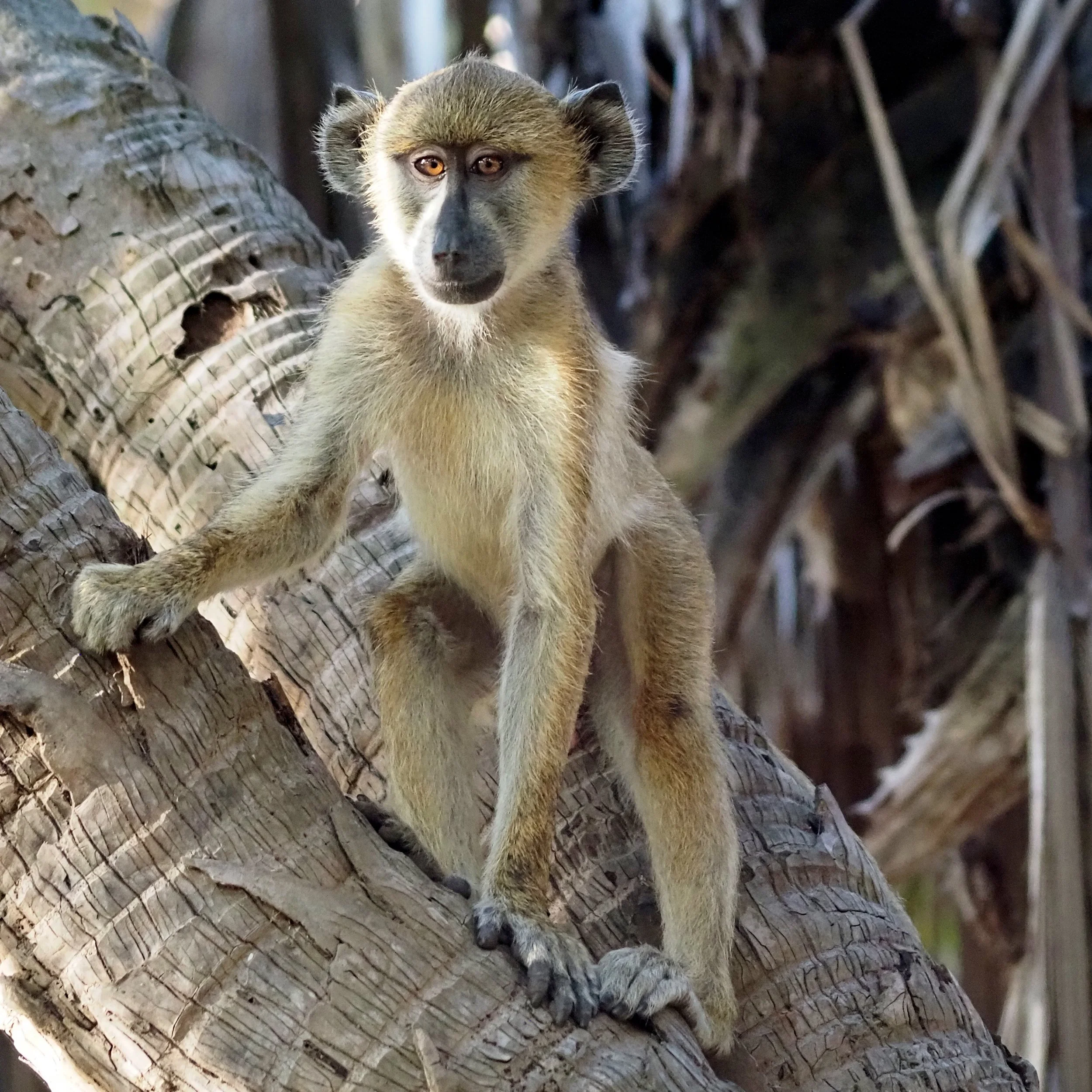 14-Laba Siwandu_Baboon 2.jpg