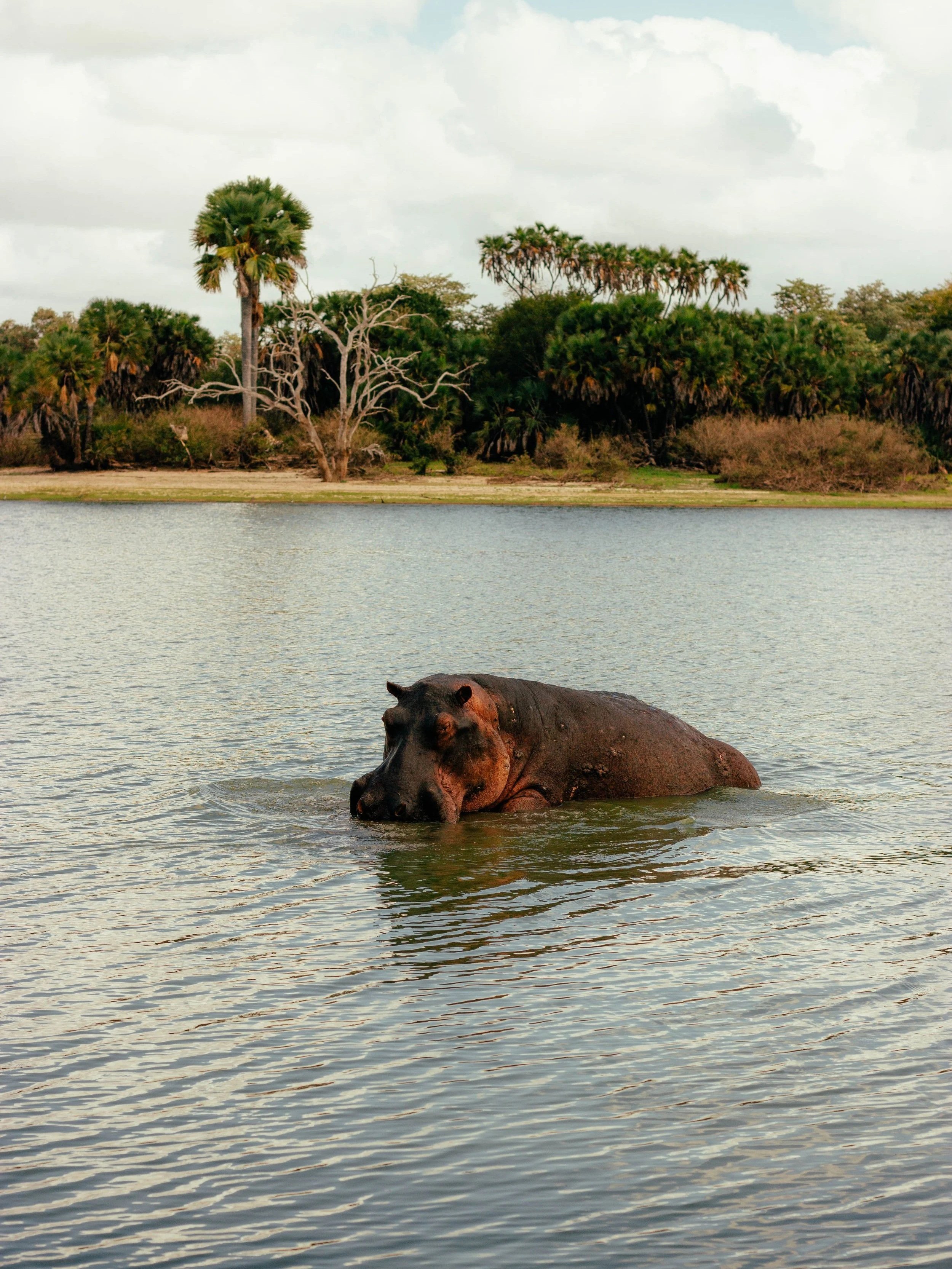 Circuit en Tanzanie et à Zanzibar : Wild South  